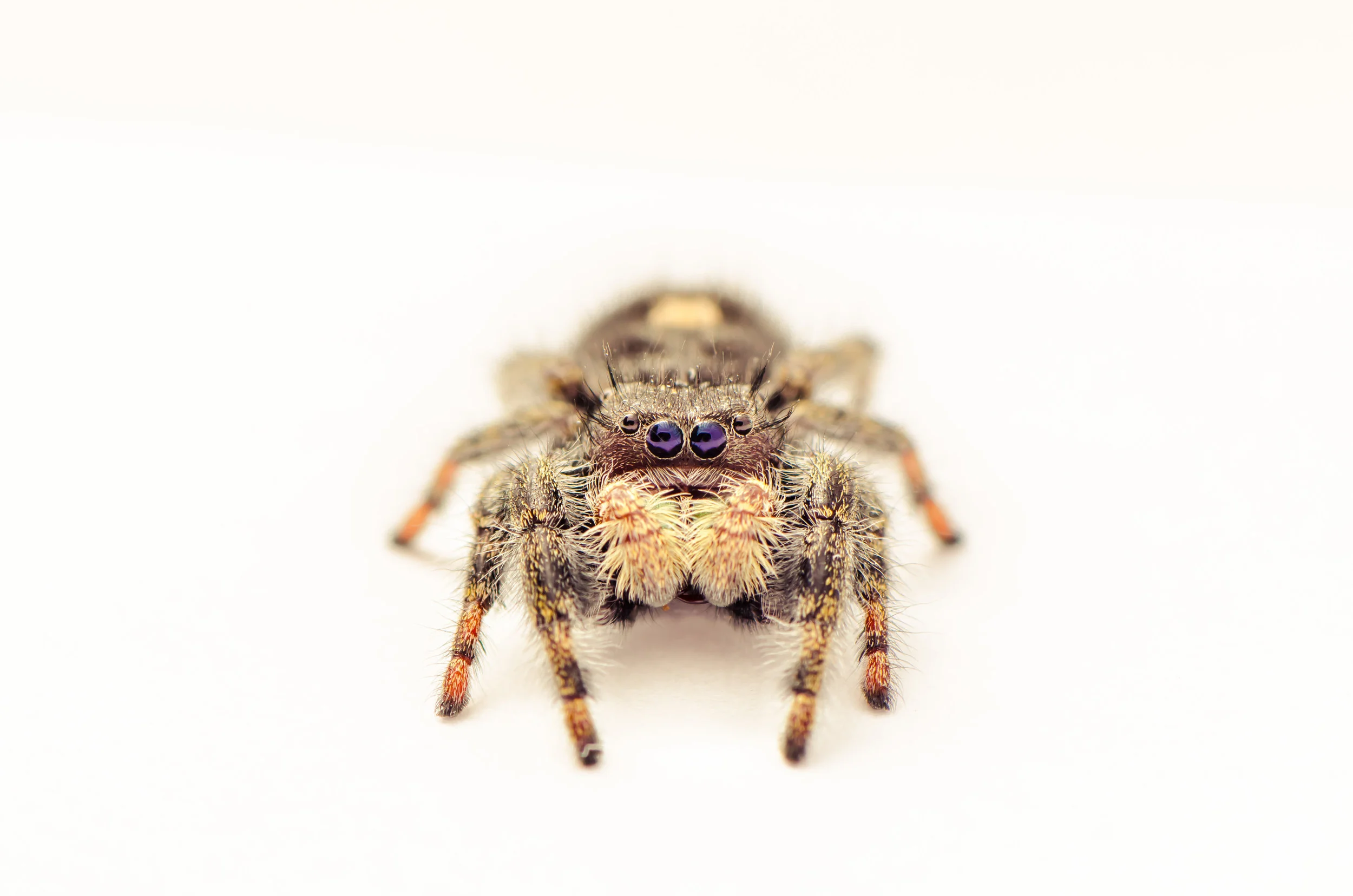 Phidippus-0300.jpg