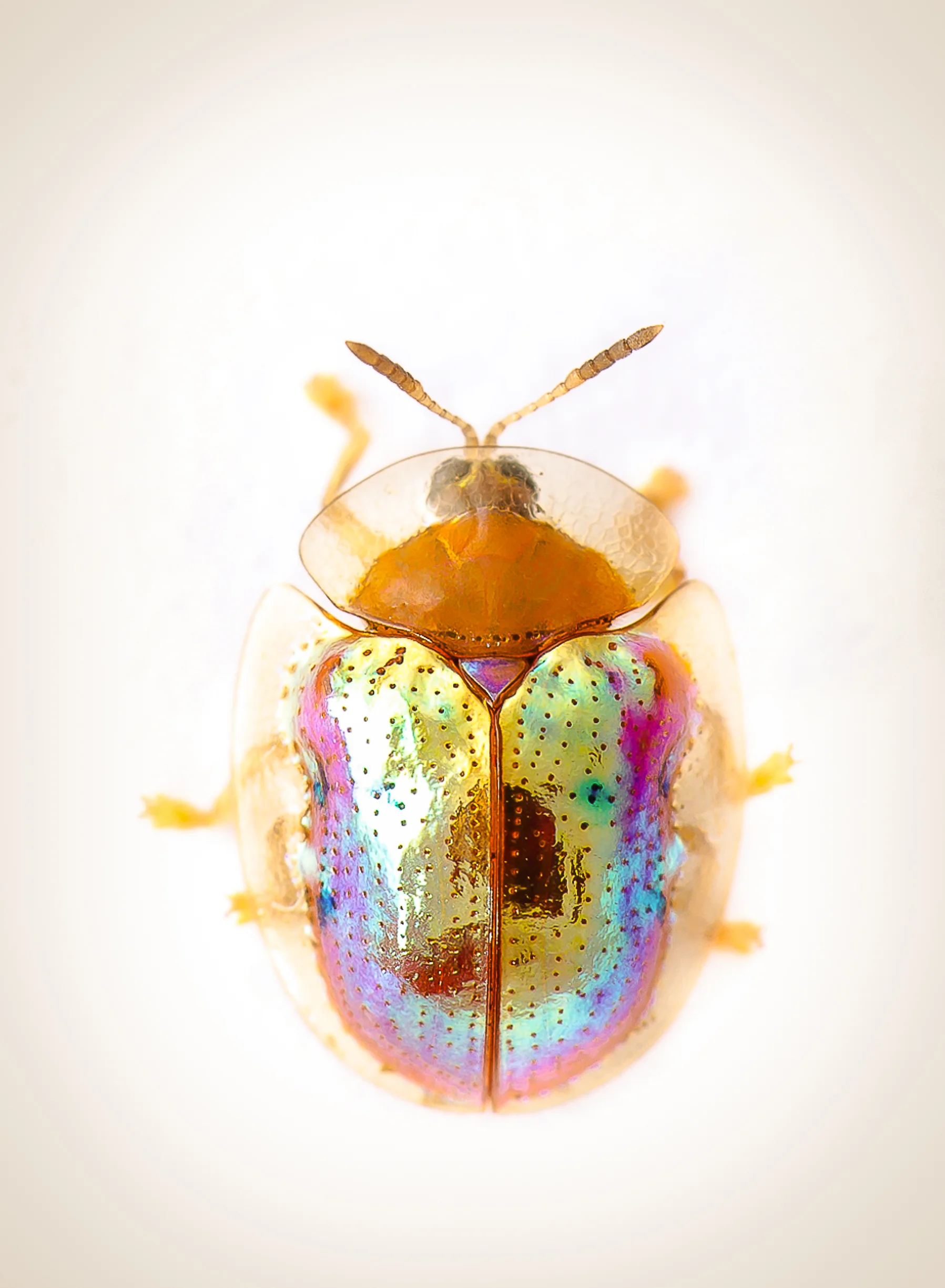 Goldbug (Charidotella sexpunctata)