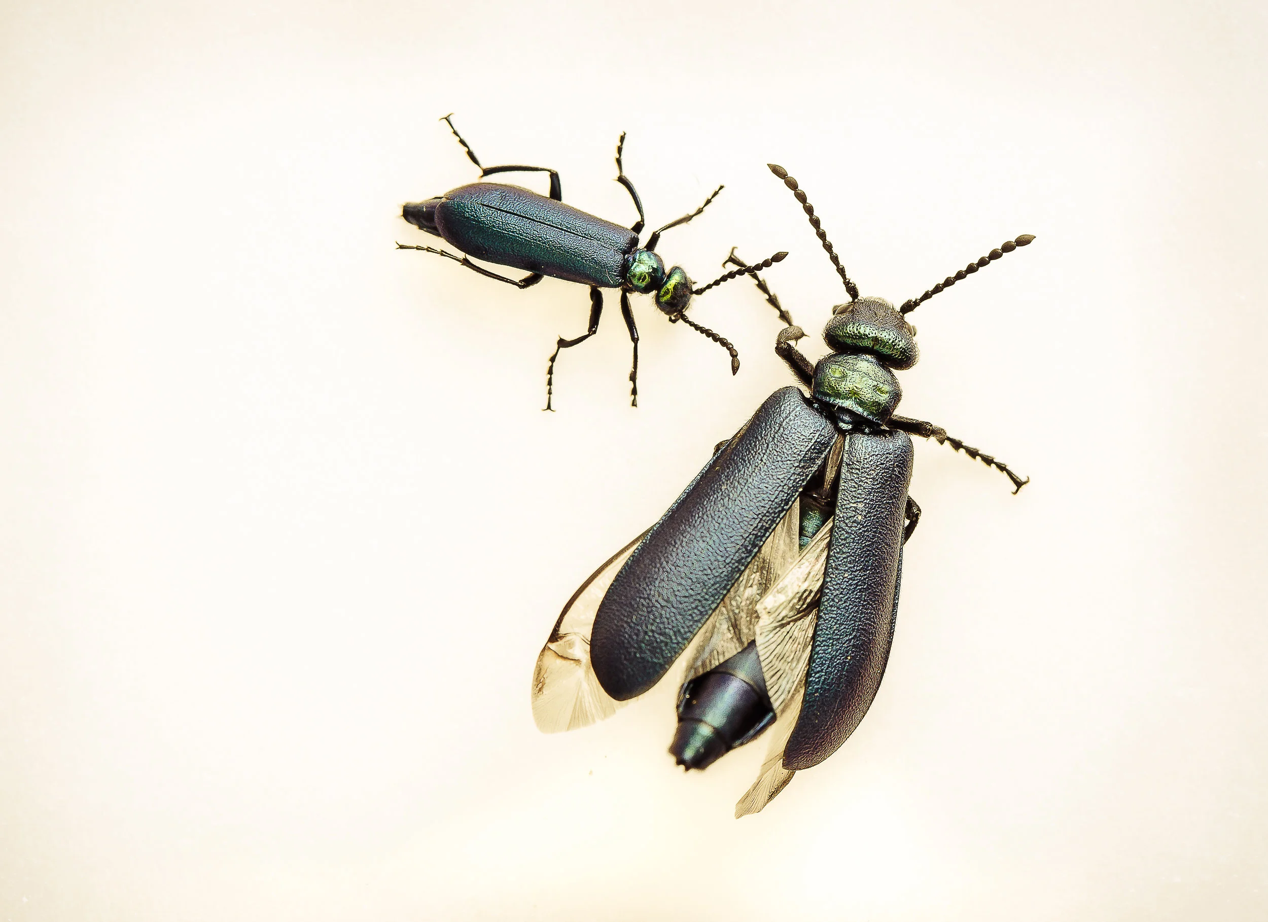 Meloidae_Final-0308.jpg