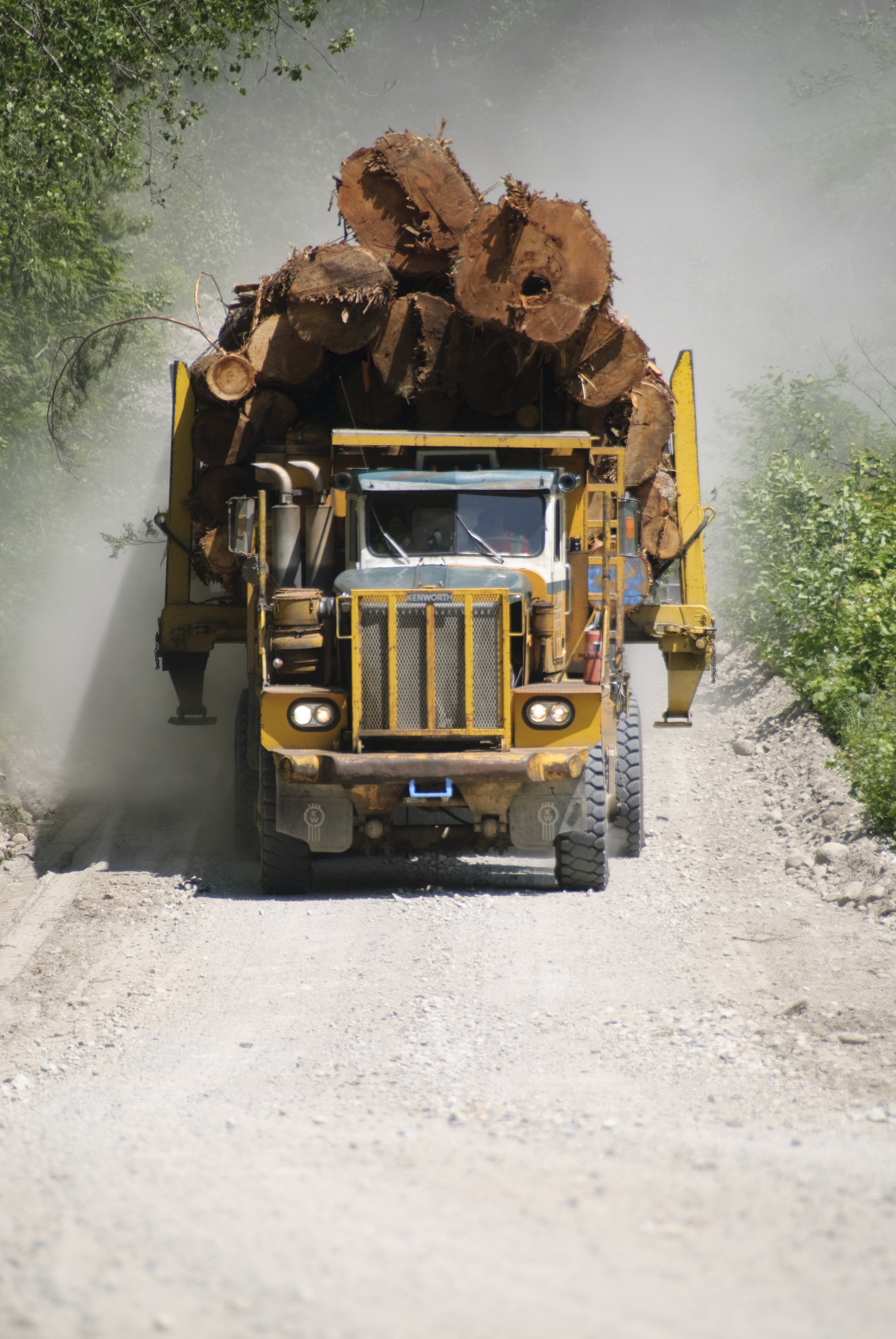   Logging Services, Stump To Dump, Roads &amp; Bridges  