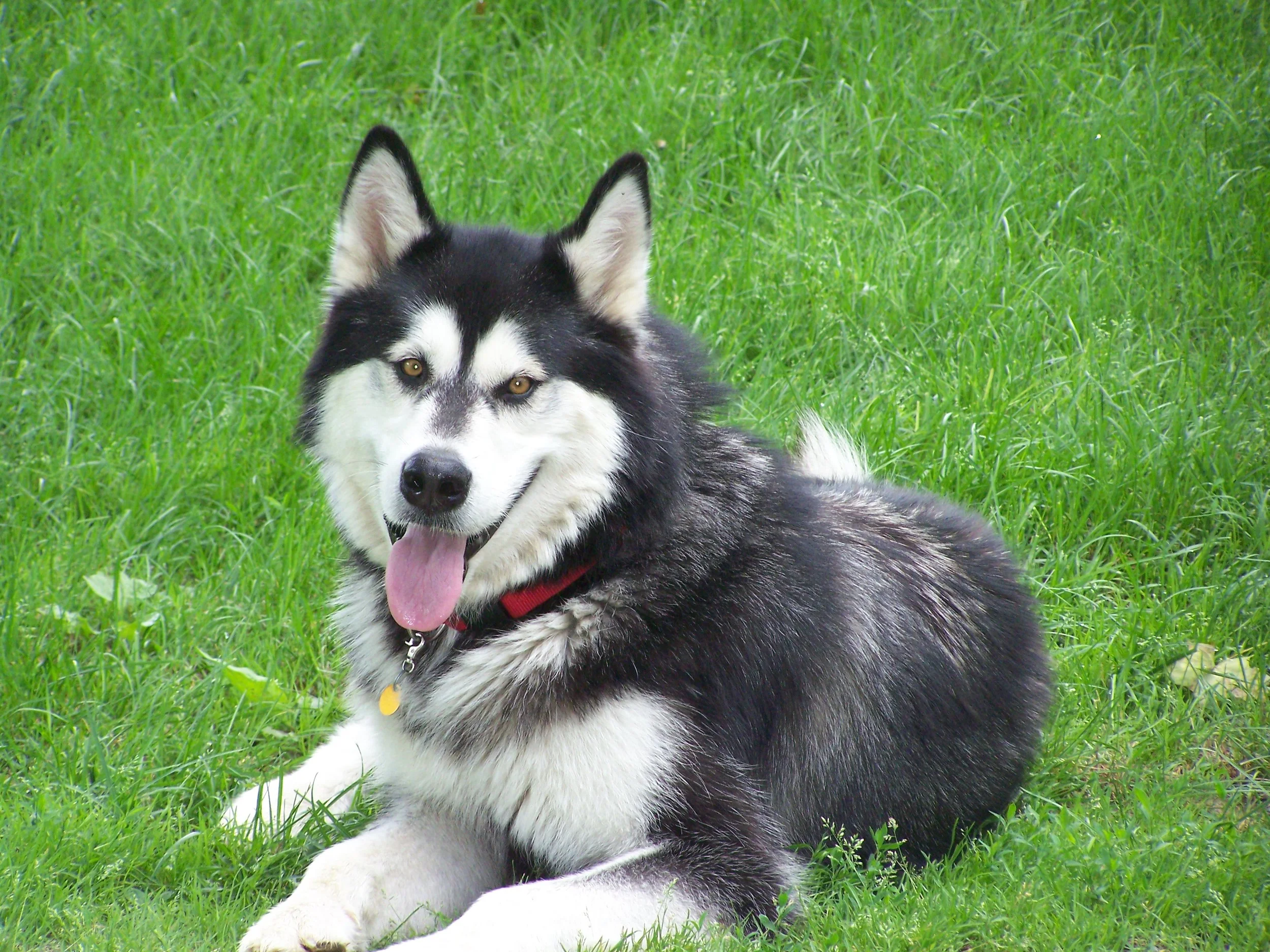Dogs & Pets For the safety and health of all who visit our farm, we can no longer accept dogs, even when leashed. So we ask that you respect this request and leave Fido at home. If you cannot part with your pup, please plan to leave them in your vehicle with the windows open - we will be happy to provide cold water, and possibly a snack or two. For those who may be interested, you can meet our pets here .