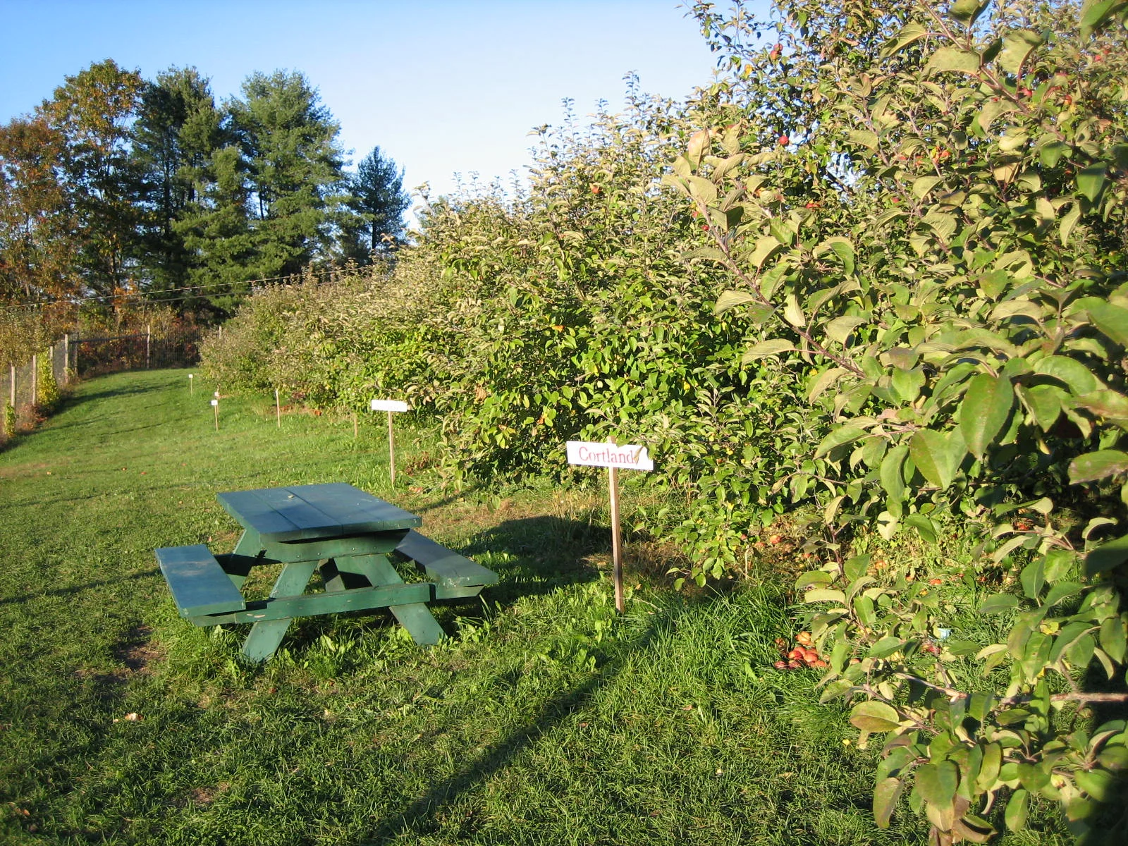 Easy Orchard Access Our orchards, raspberries and blueberries are within an easy walk from our parking areas. You can also drive to them if it easier for members of your family, such as little ones or more senior members. We also offer hayrides as another way to reach our orchards and to enjoy the views of our farm and the Connecticut River along the way. The entire farm is handicap accessible for your convenience.