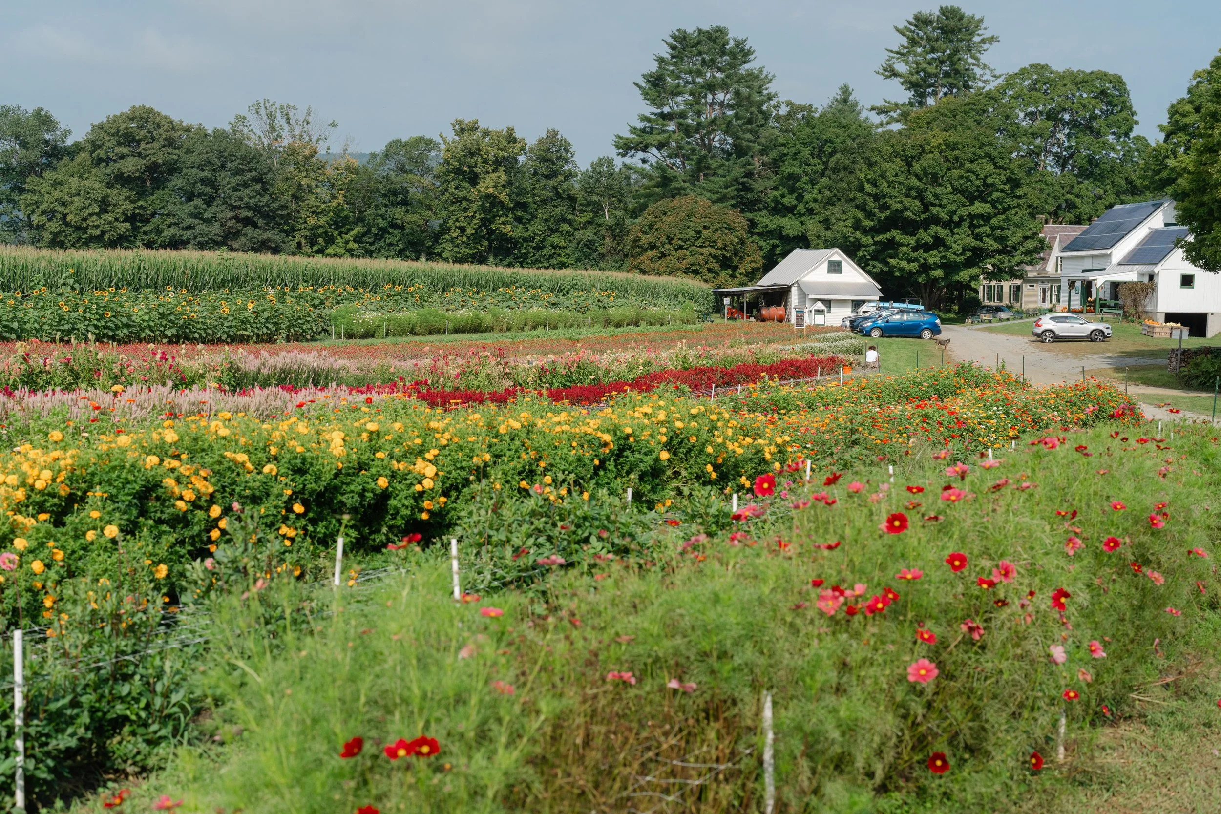 Evening in the Flower Fields
