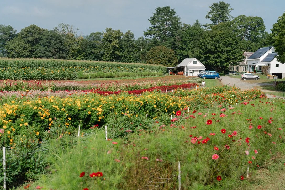 Evening in the Flower Fields