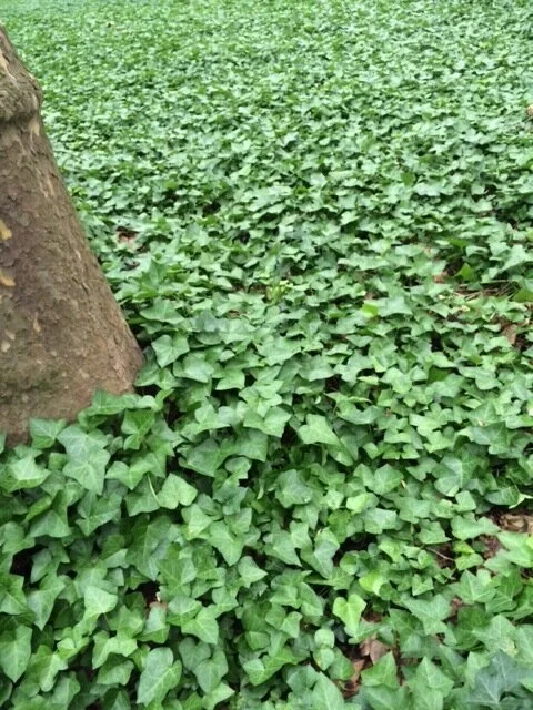 ivy.jpg