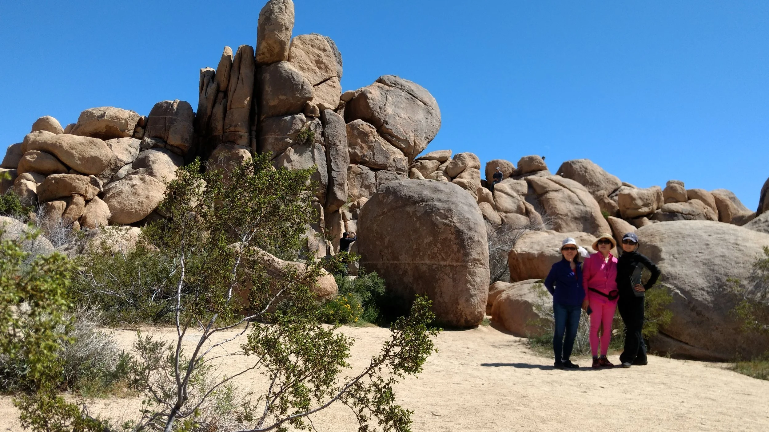 Joshua Tree 踏青
