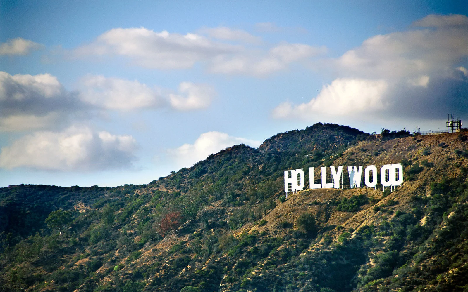 hollywood-dog-trvl1215.jpg
