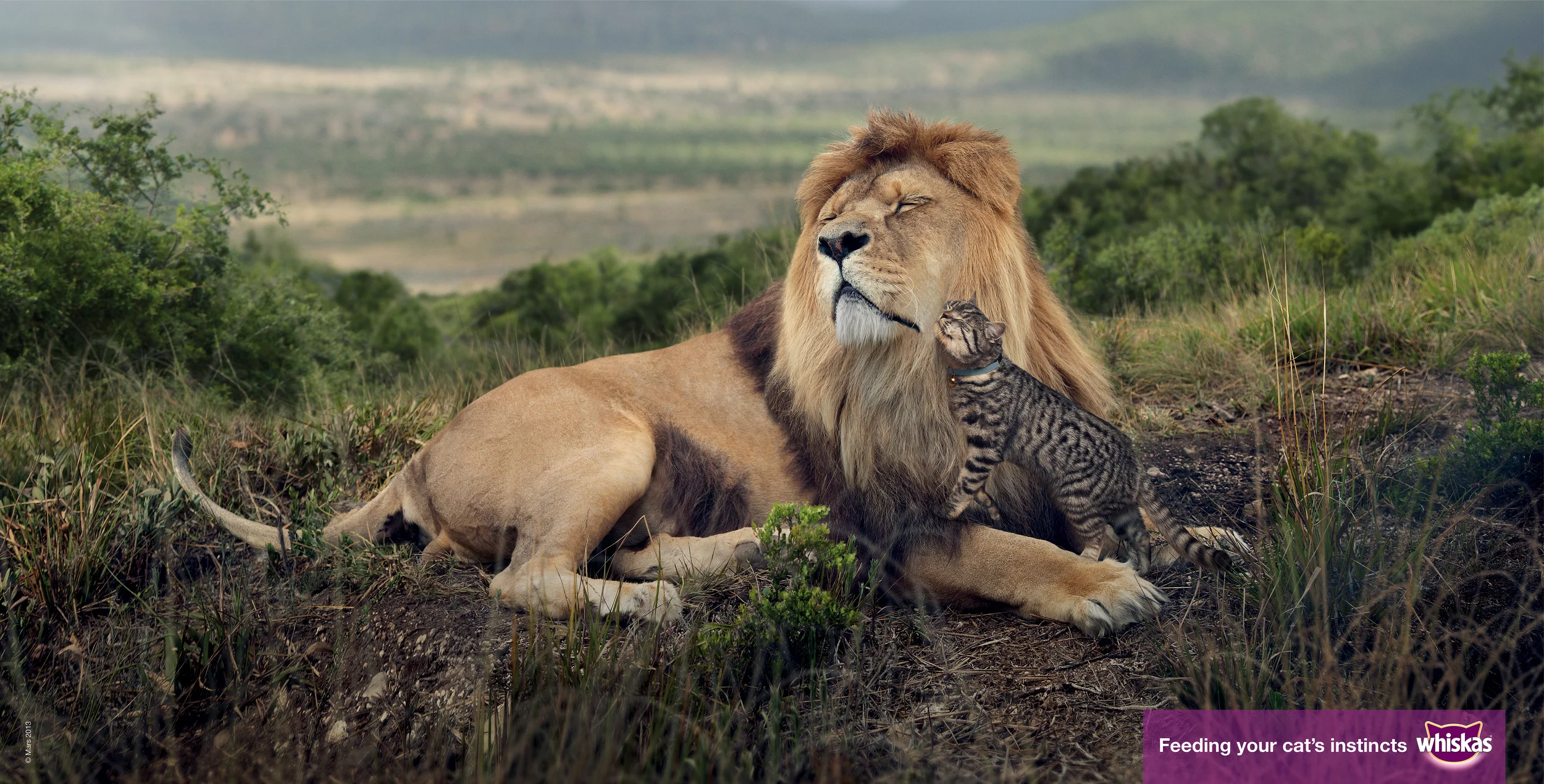 Whiskas_Outdoor_Lion.jpg