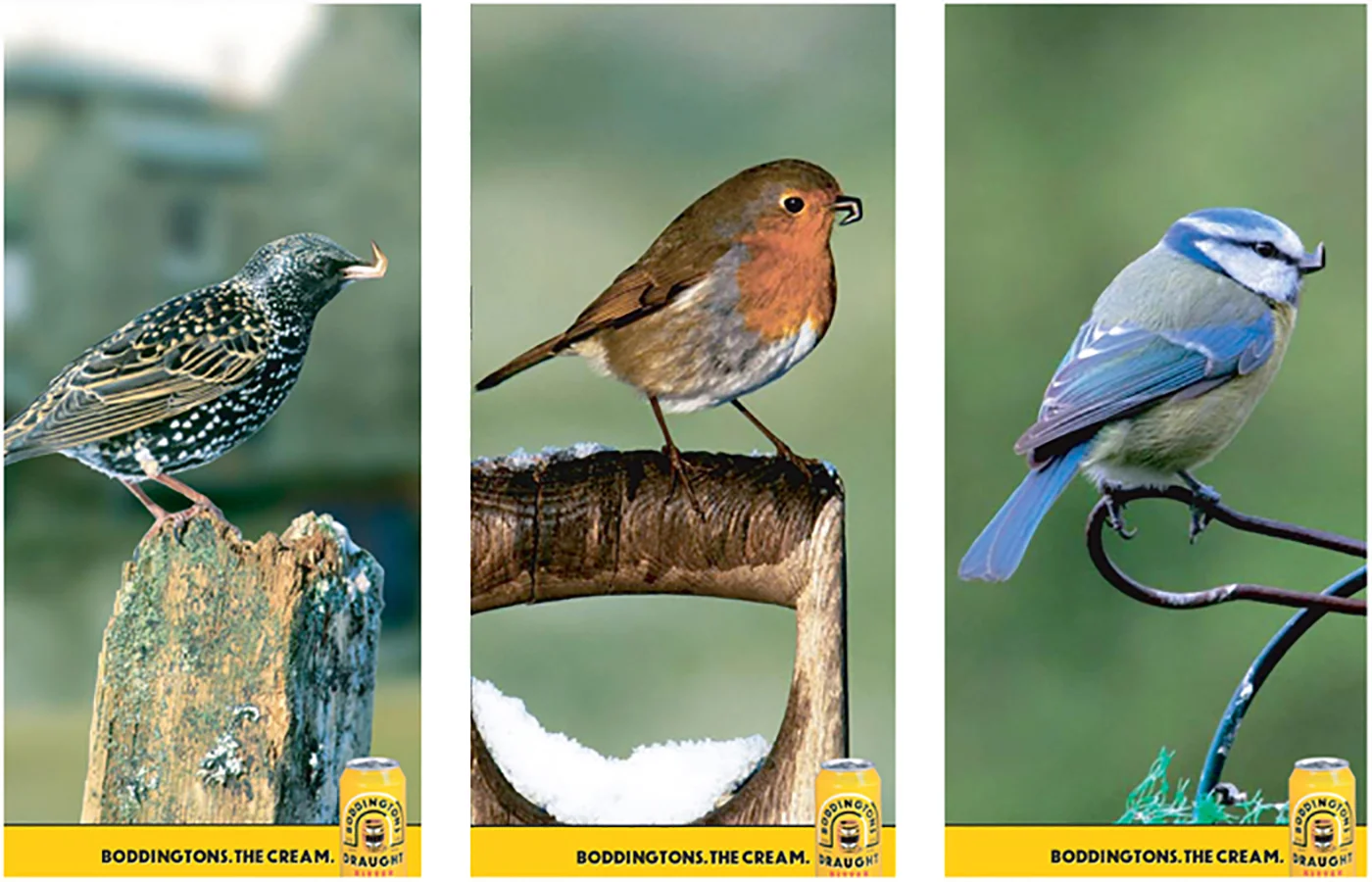 Boddingtons Birds all three DPS 700 pixels.jpg