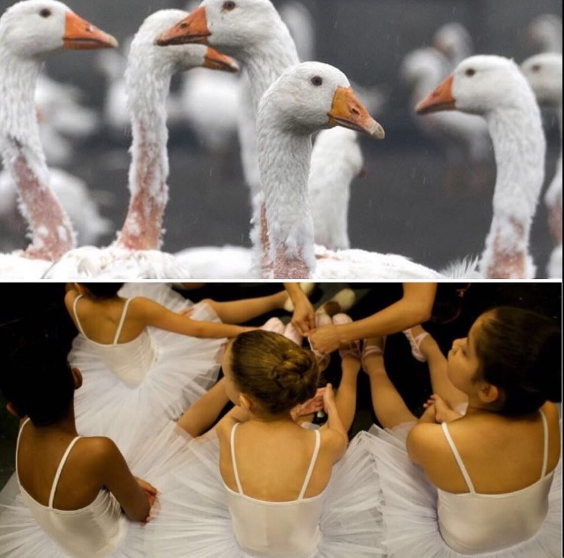 #swans #geese #swanlake #wildlife #prospectpark #danceperformance #choreography ❤️ ( tix in bio ) #rescuewildlife #DontLitter