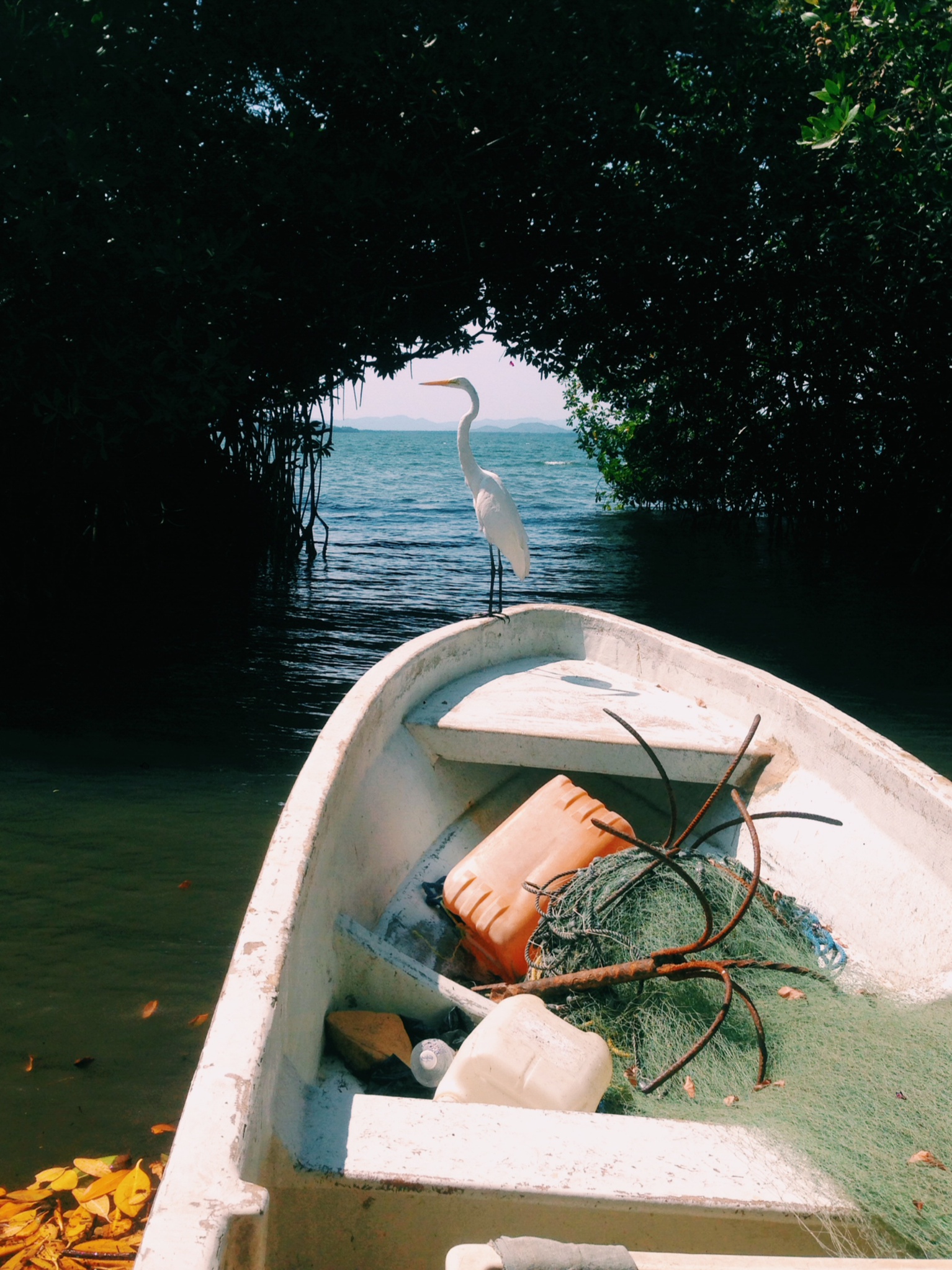 mexico bird on boat.JPG