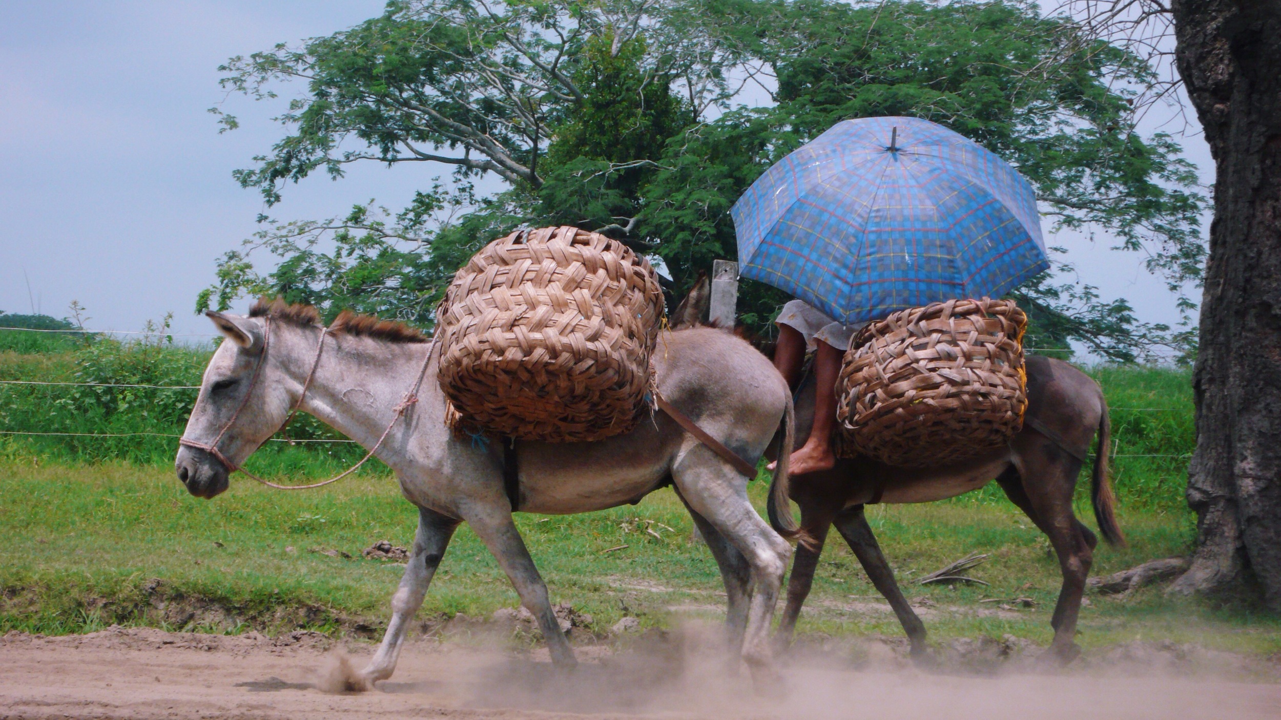 colombia donkey and umbrella.jpg