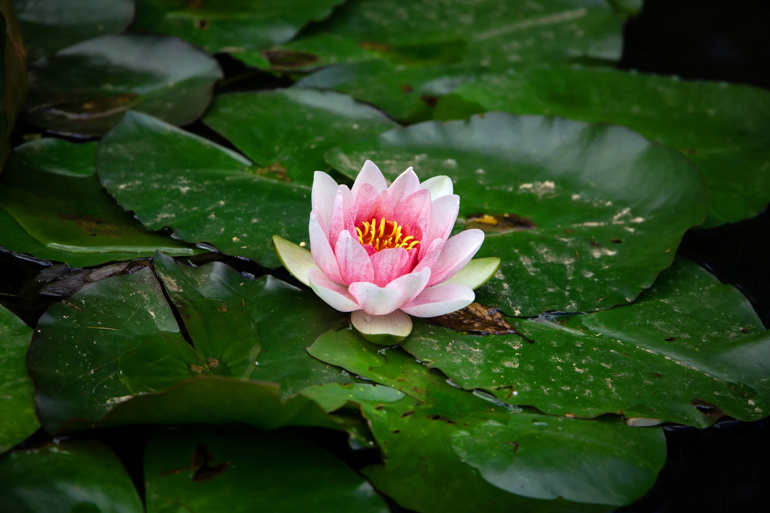 Garden1.jpg