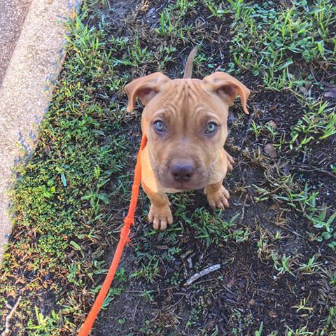 How cute is Lila!? She is exerting all of her puppy patience to hold still for her treat!