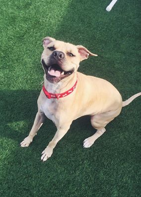 Meet Noah. This guy's smile is almost as big as his heart. You can find him playing endless fetch, or snuggling on top of you because he thinks he's a lap dog (all 70 lbs of him) 