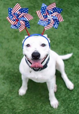 Check out this all american girl, Bindi. She is absolutely adorable, loves all humans and is the ultimate lizard hunter! 