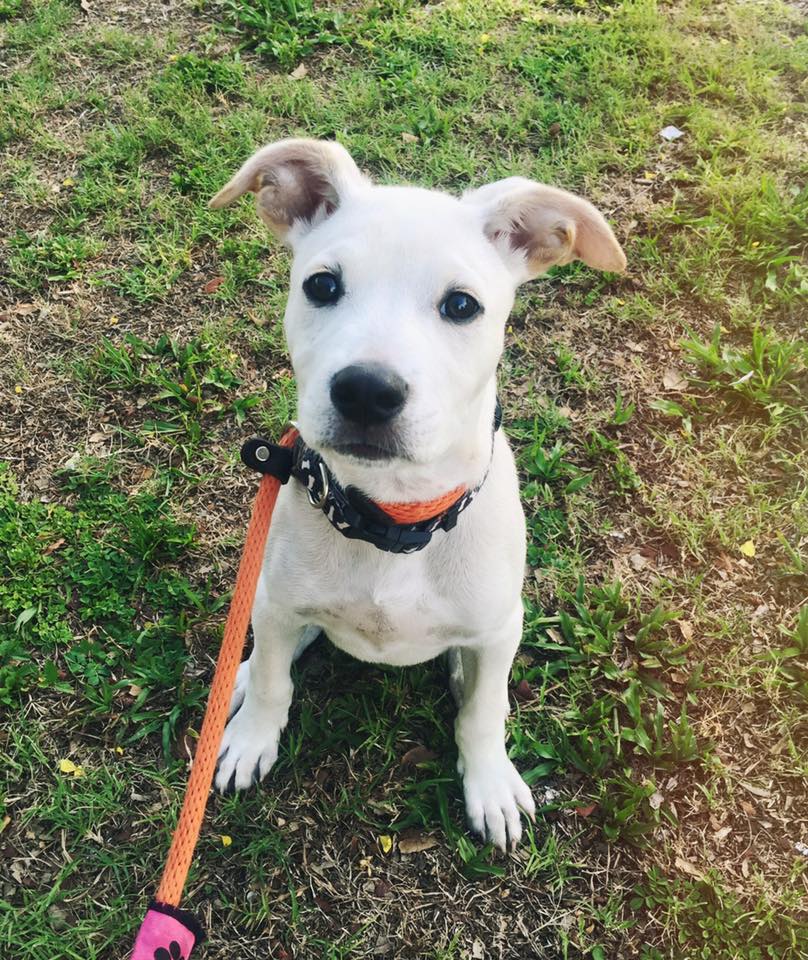 Meet Douggie! This adorable little guy loves prancing in the grass, chewing on his leash, and of course letting his ears flop in the wind