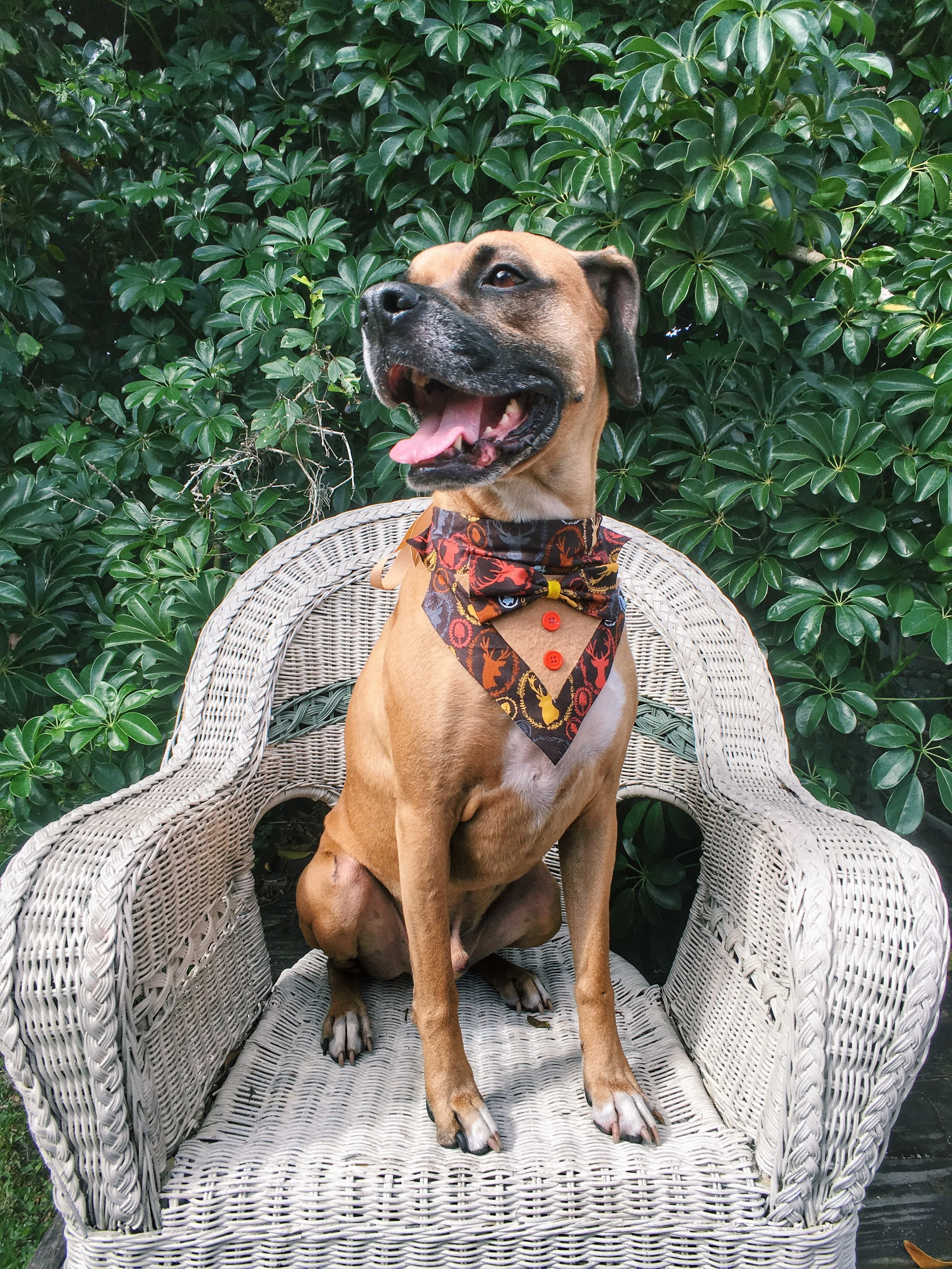 dog_bandana 