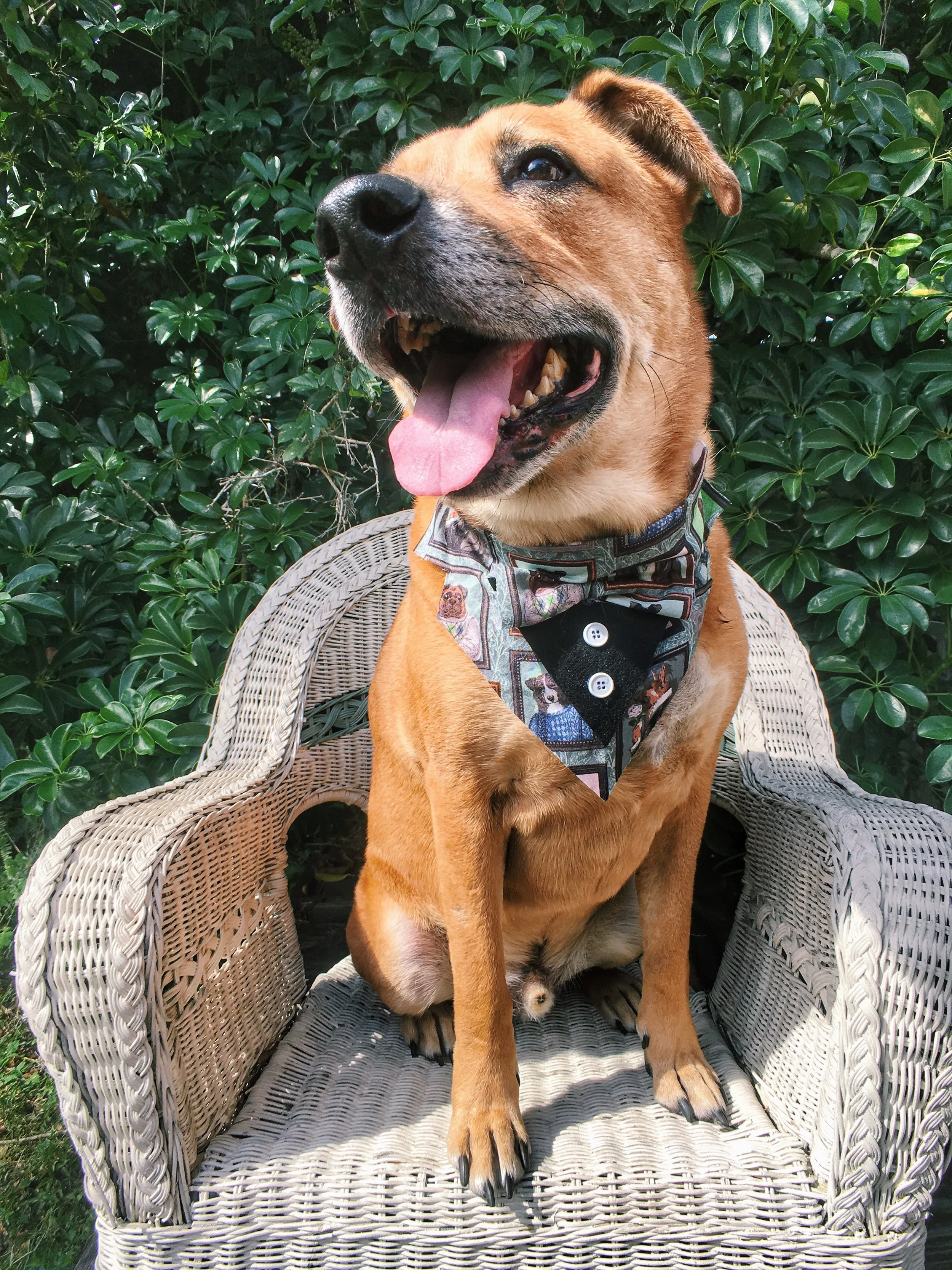 fancy_dog_bandana