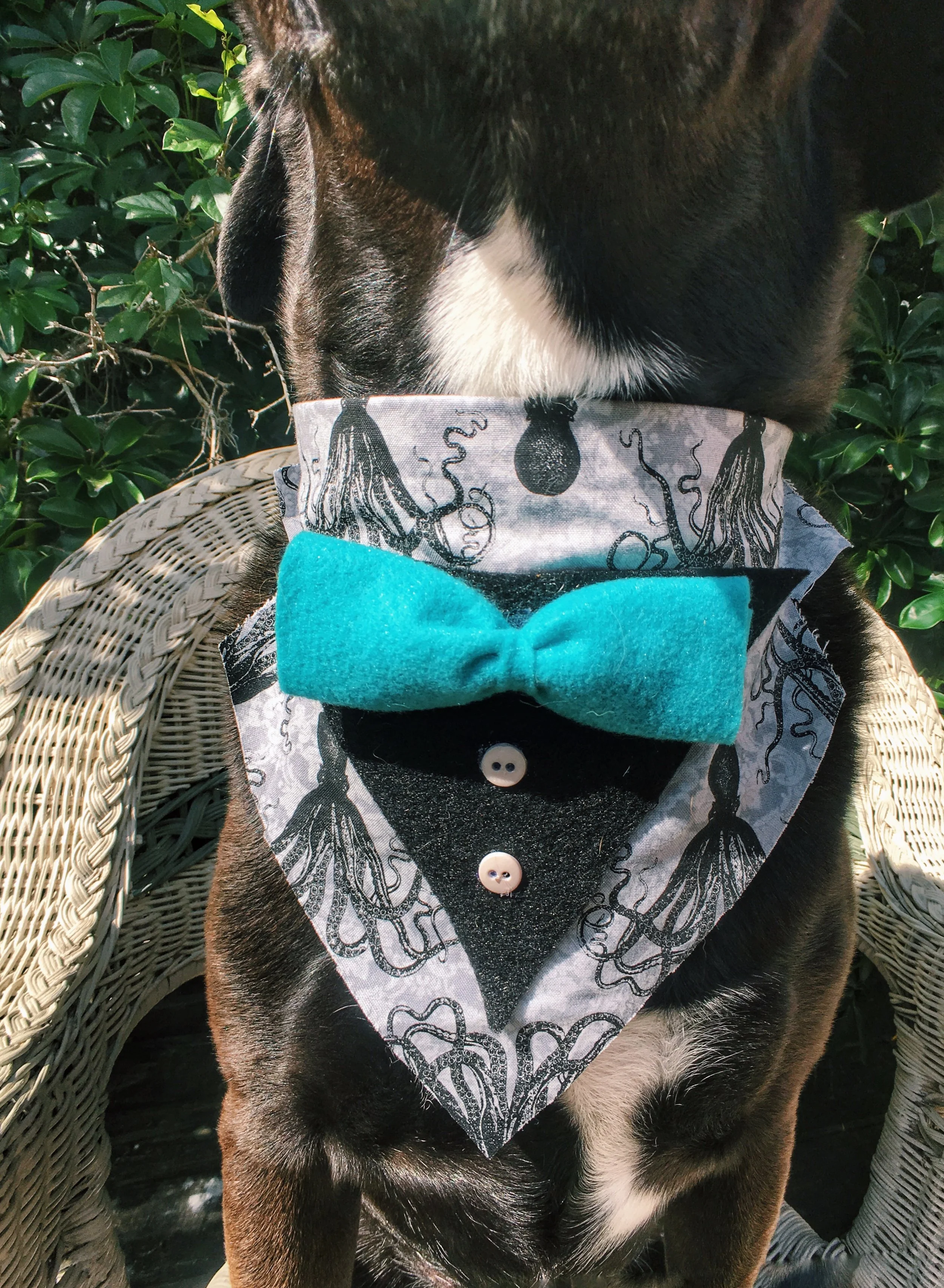 dog_bandana