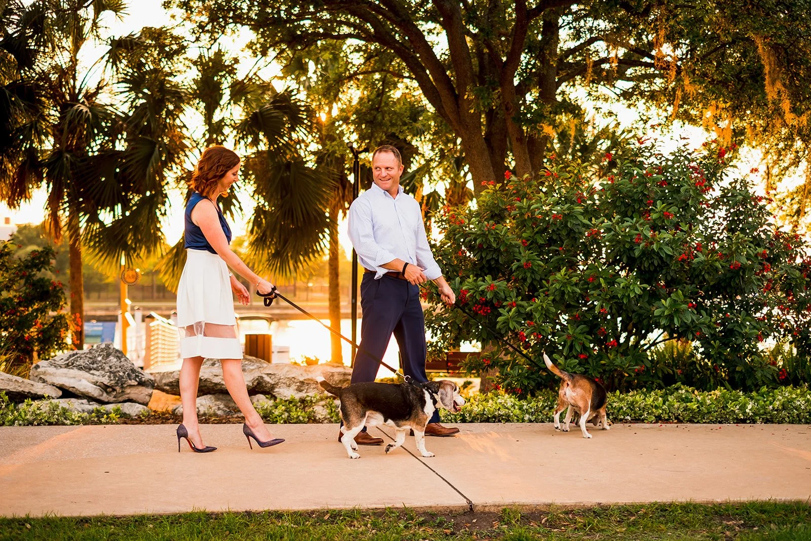 hotel pet care tampa bay