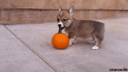 Happy Dogtober: Treats for the Season!