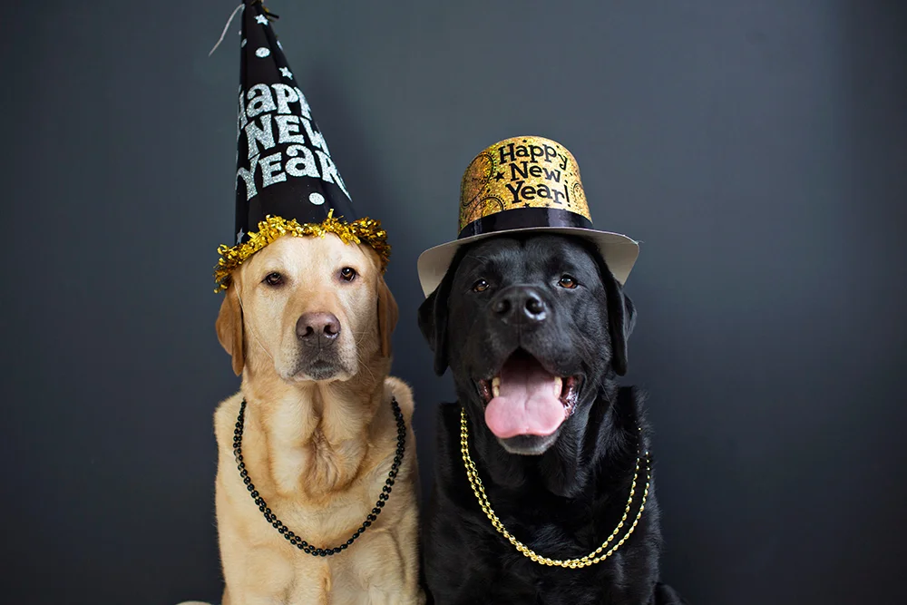 happy-new-year-dogs-celebrate.jpg