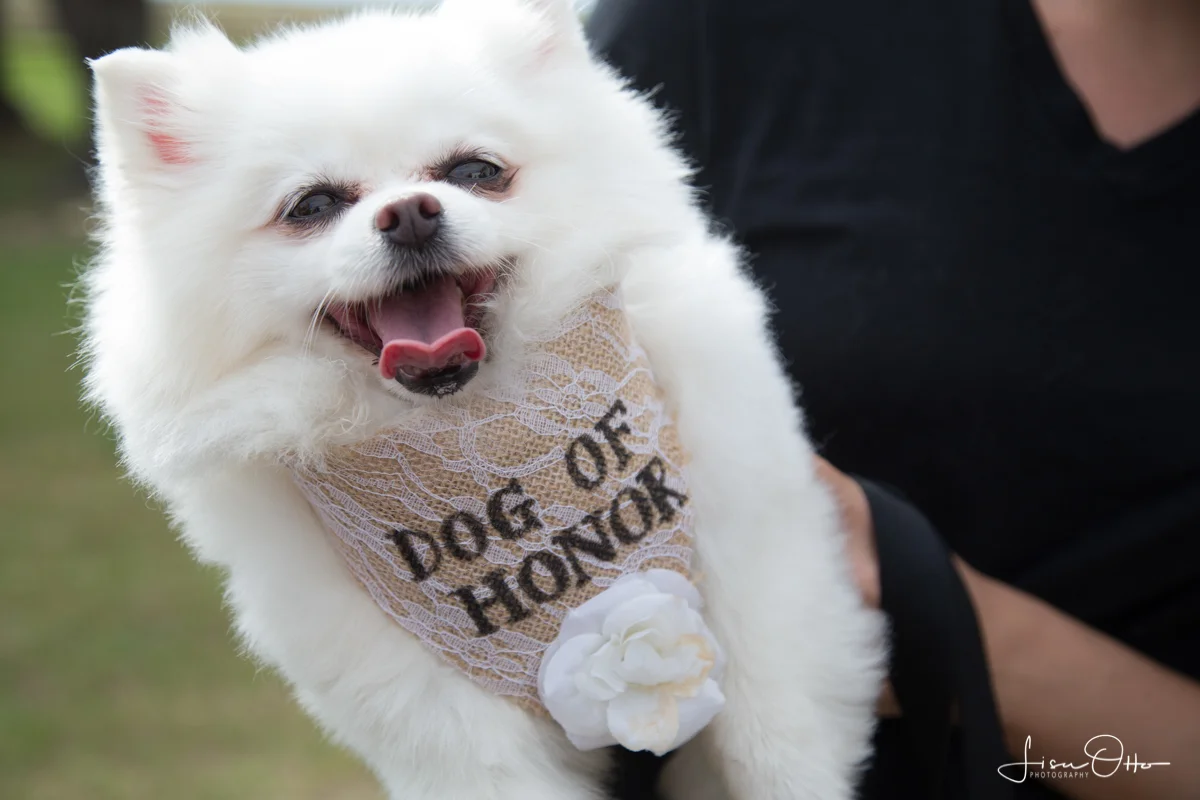 dog wedding clothes