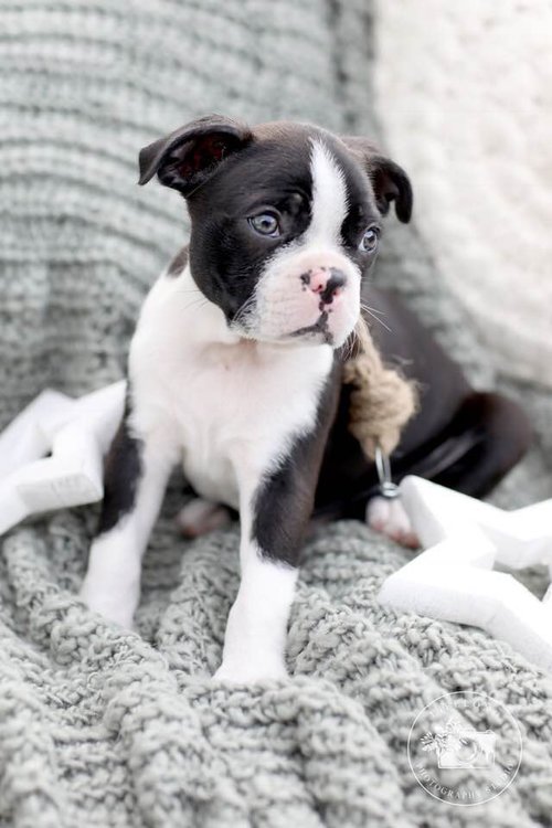 puppy.jpeg