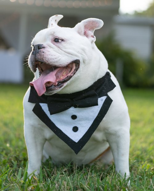 dog-in-tuxedo.jpeg