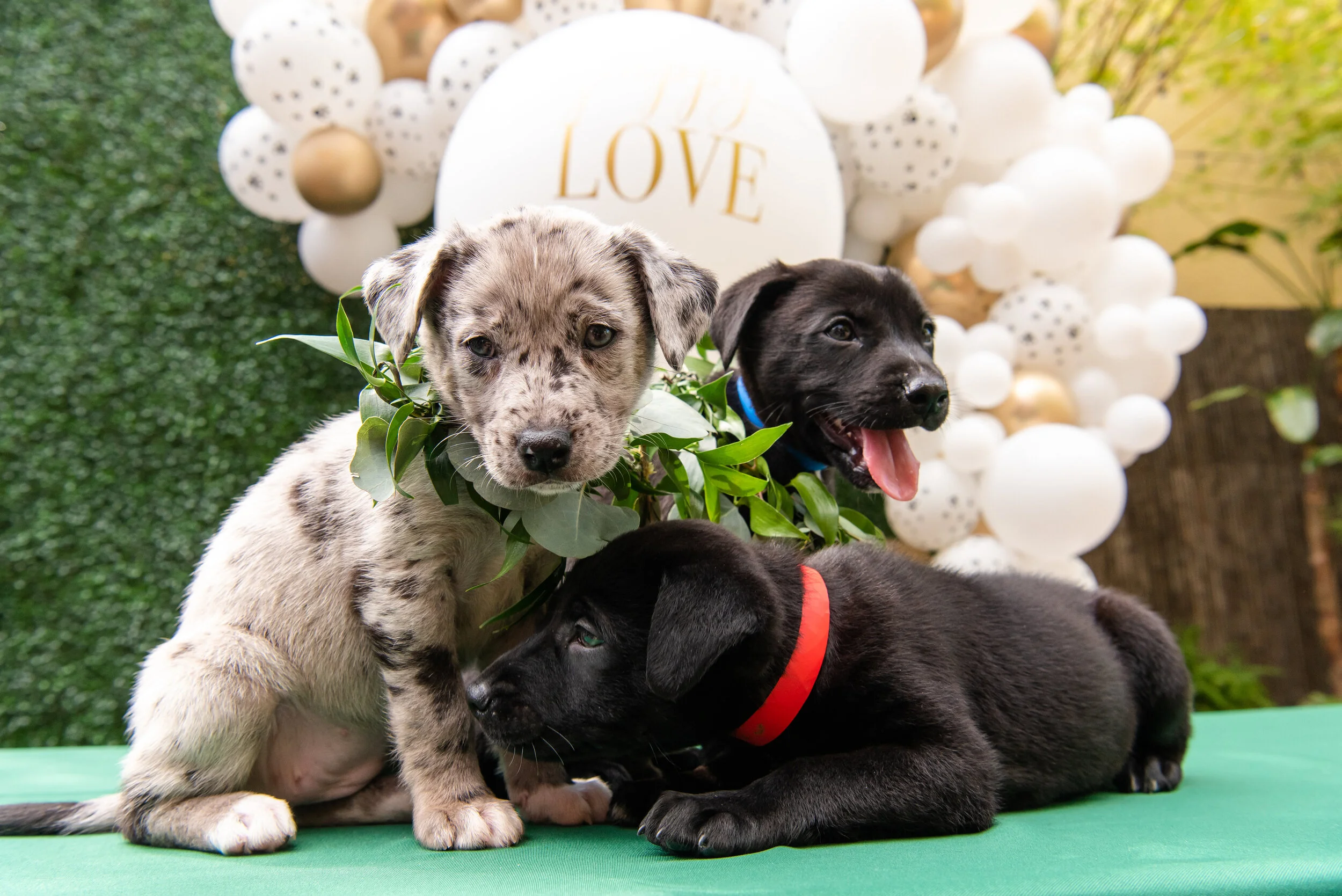 Yappily Ever After Fairytail Pet Care Wedding Day Pet Care