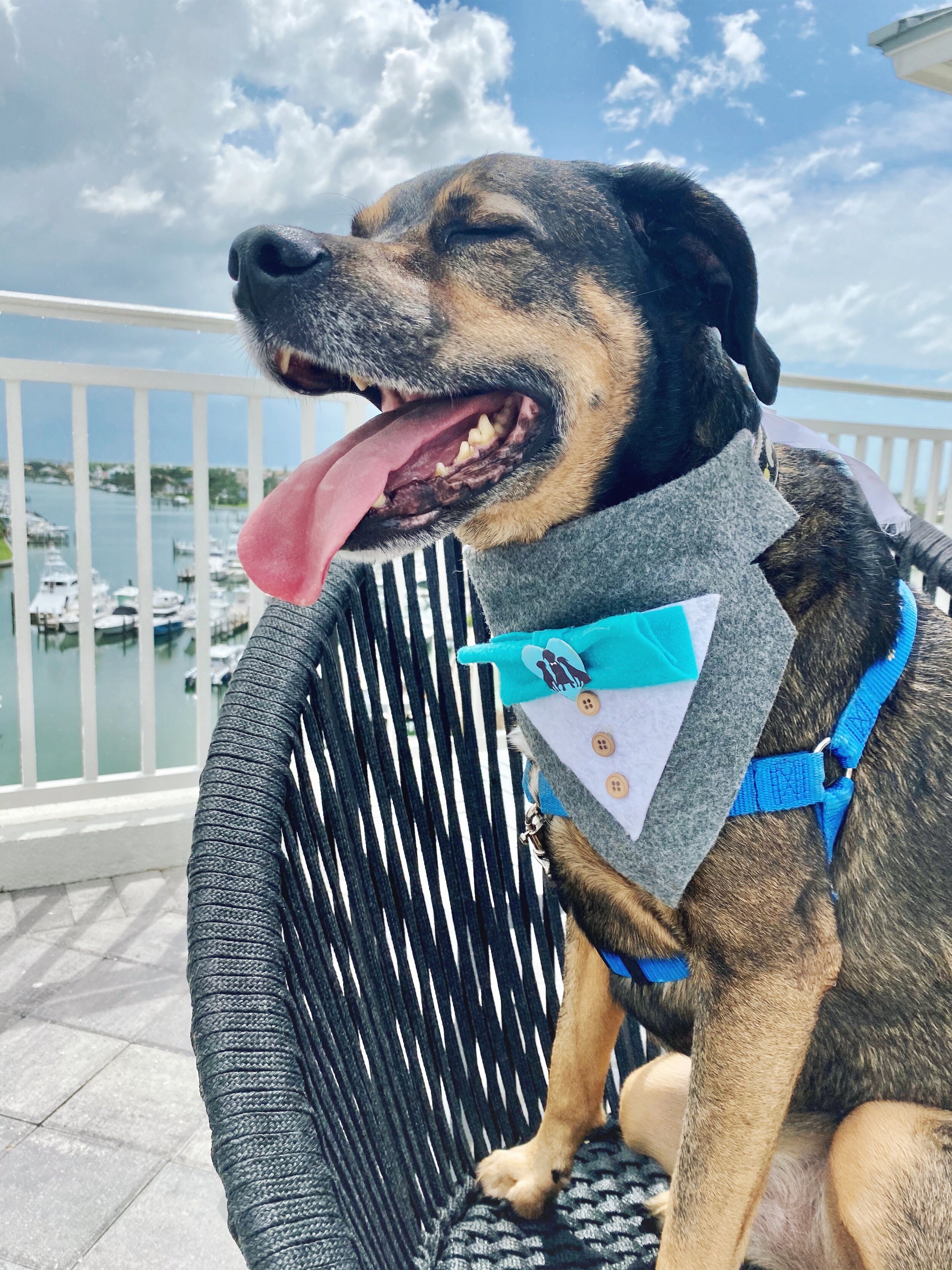 marriott dog friendly