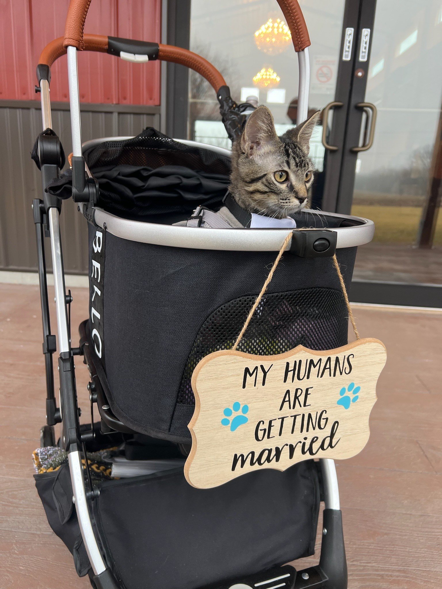 Sugar Spring Ranch: A Purr-fect Venue for Pets and Their Humans
