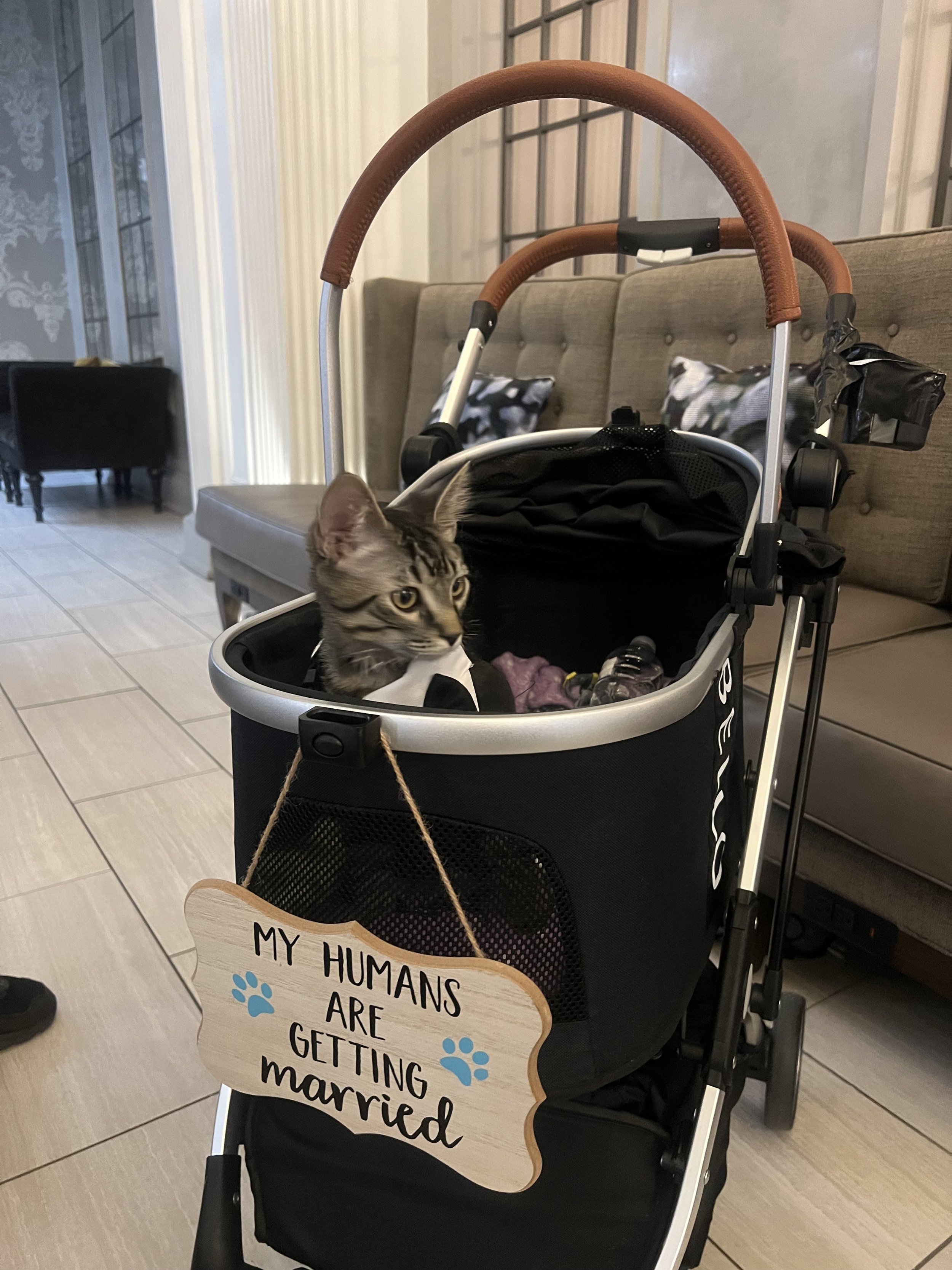 🐾 A Purr-fect Stay: Magnolia Hotel St. Louis from a VIP (Very Important Pet) 🐾