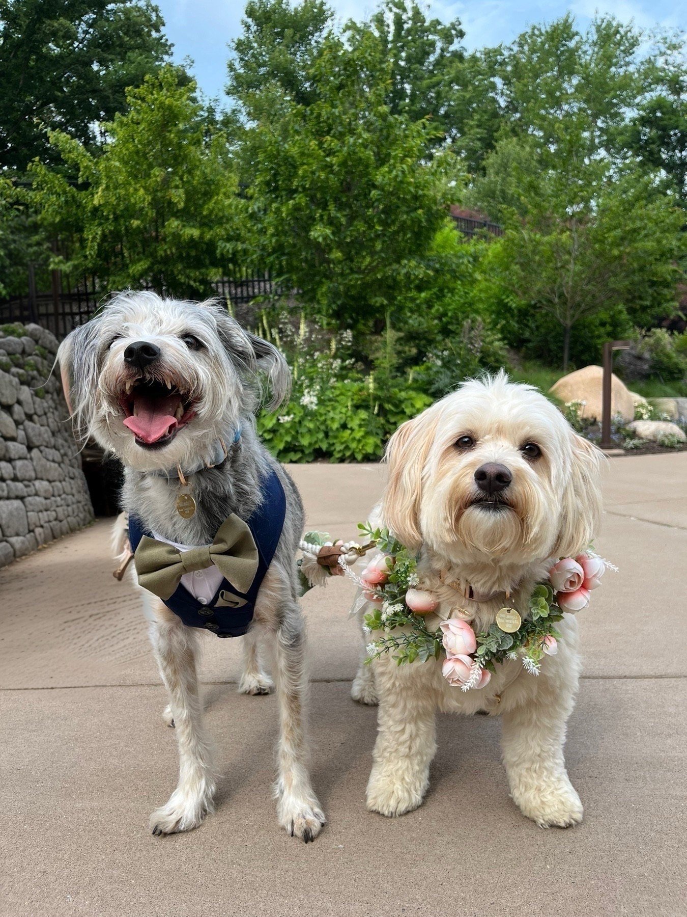 Two Rescue Dogs, One Unforgettable Wedding - Pittsburgh, PA