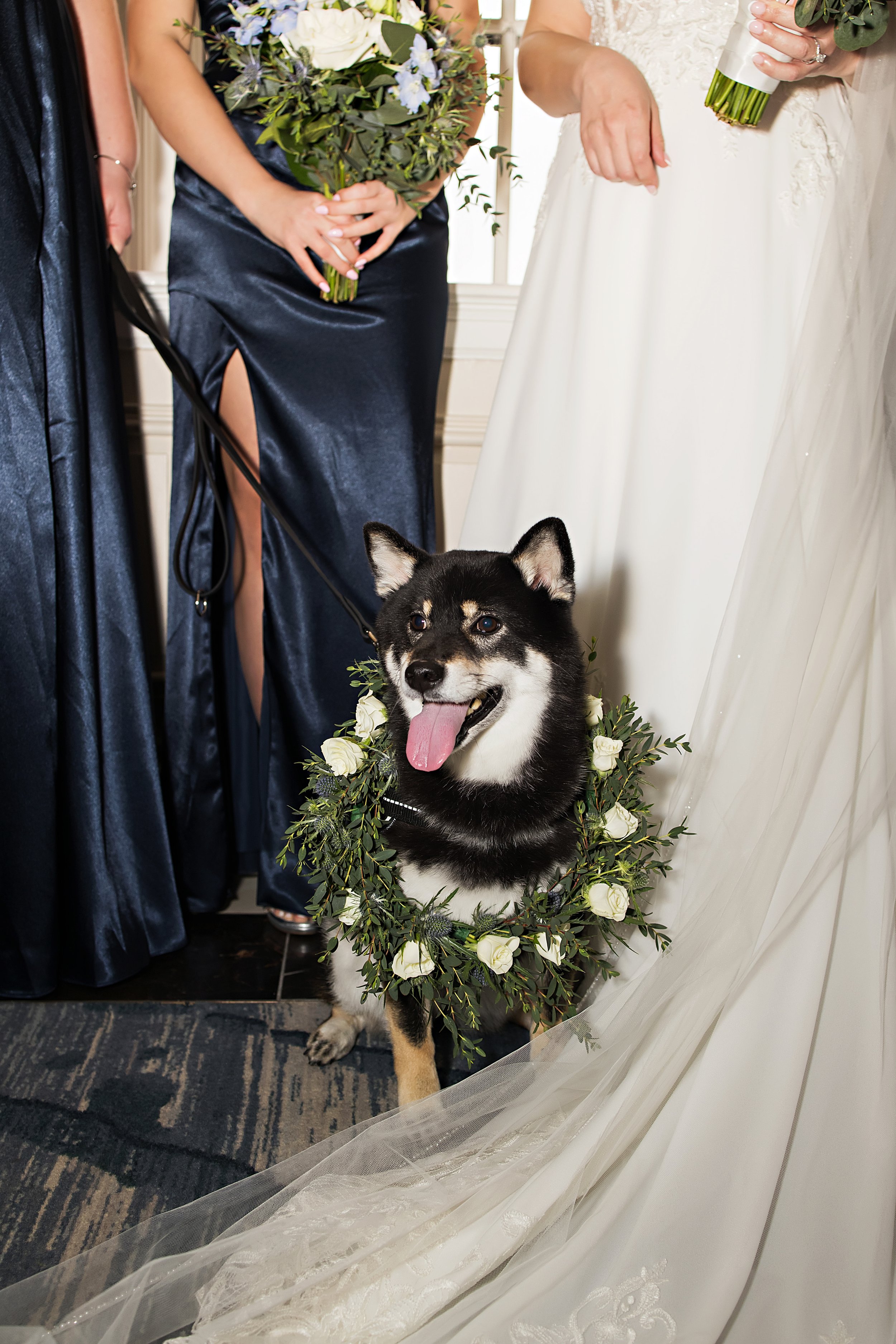Wedding Pet Care at The Don CeSar: Fiora, the Shiba Inu’s, Special Day