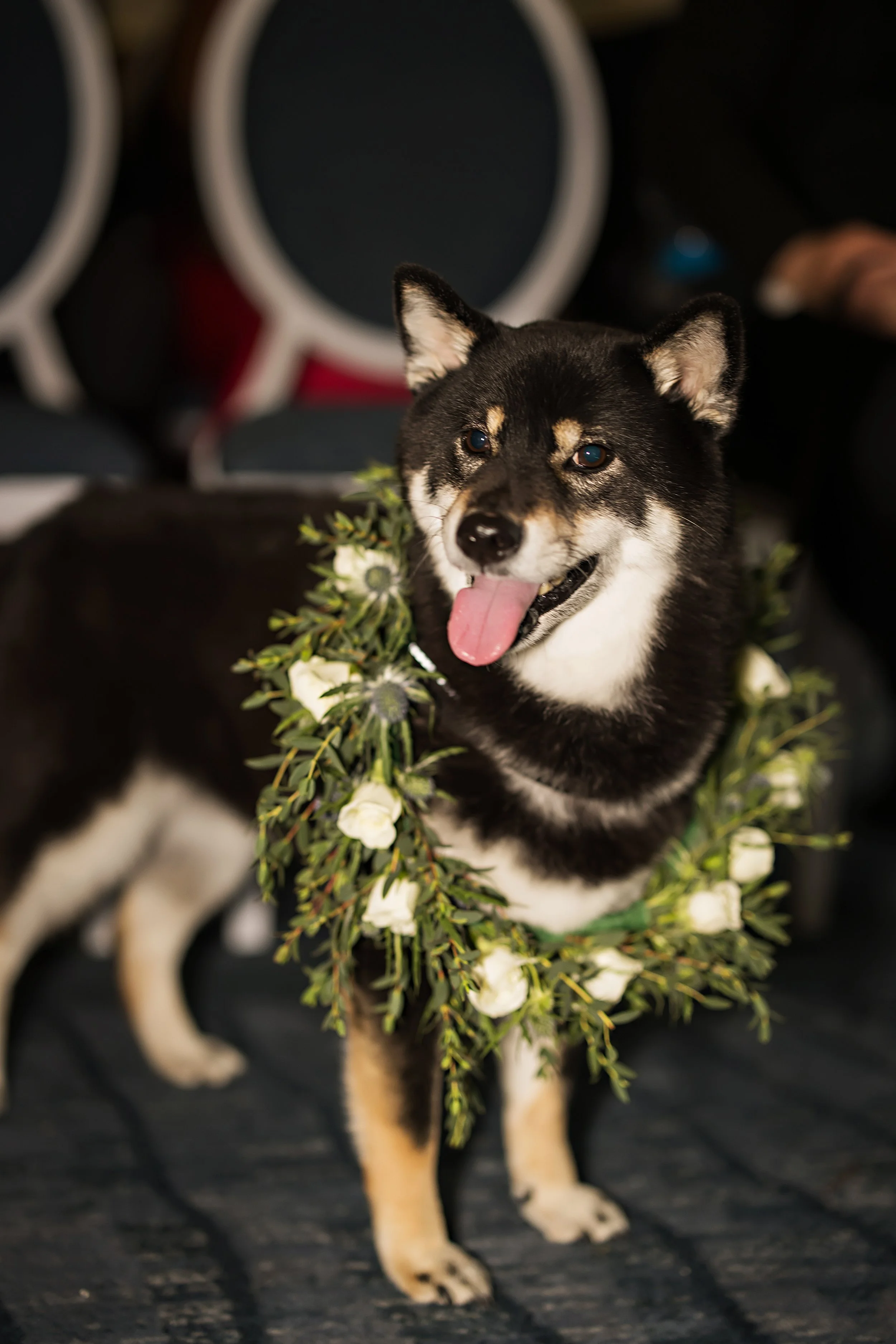 dog in tampa bay wedding