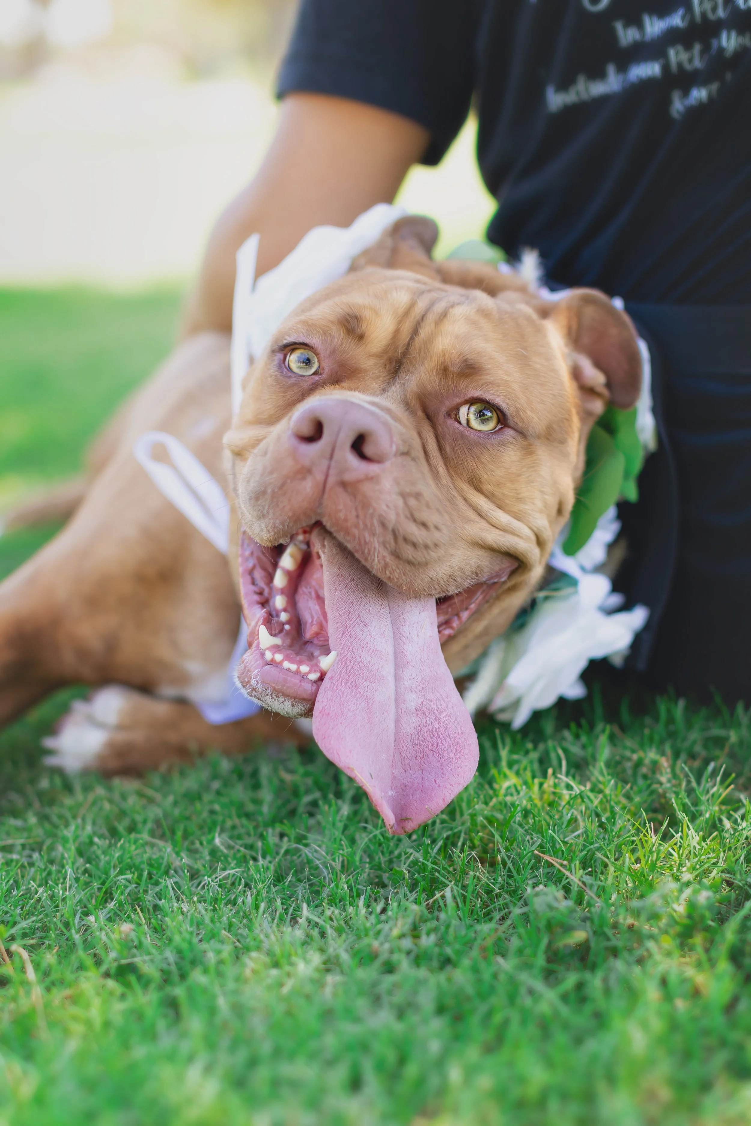 Wedding Pet Care Las Vegas — FairyTail Pet Care Wedding Day Pet Care!