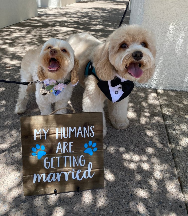 Wedding Pet Care Las Vegas — FairyTail Pet Care Wedding Day Pet Care!