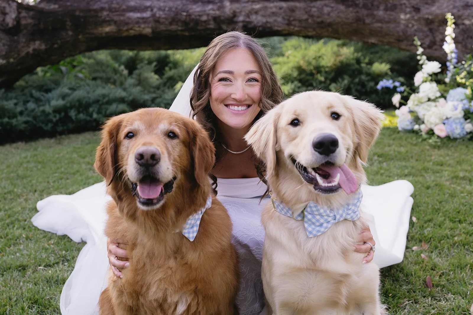 bride with dogs