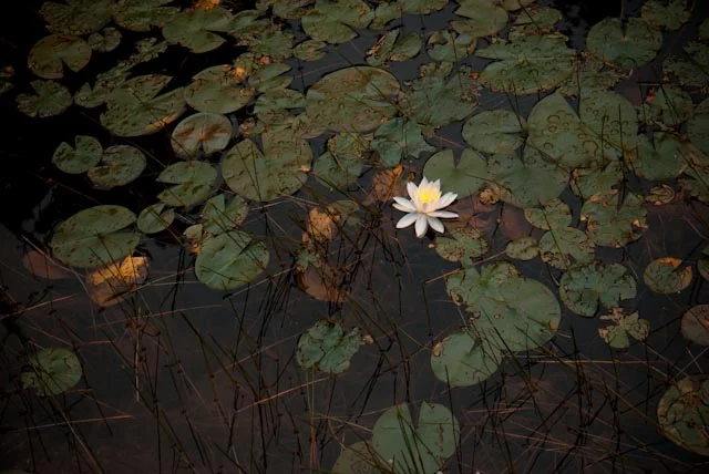 michigan_1000191.jpg