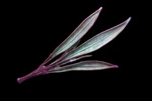 oleander spray impression pin.jpg