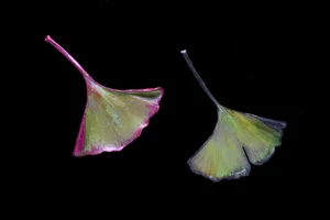 Ginkgo Leaf Impression Earrings