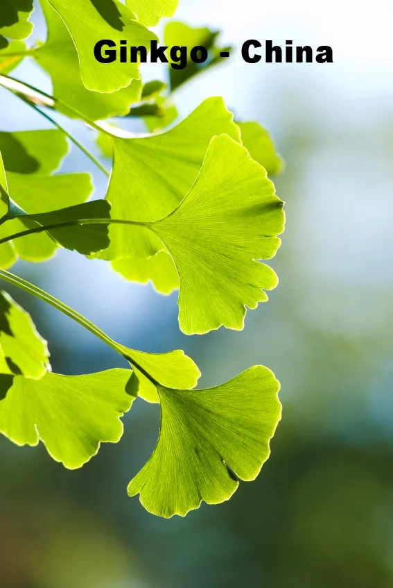 Close-up of green Ginkgo leaves against a blurred outdoor background, with text 'Ginkgo - China' at the top.