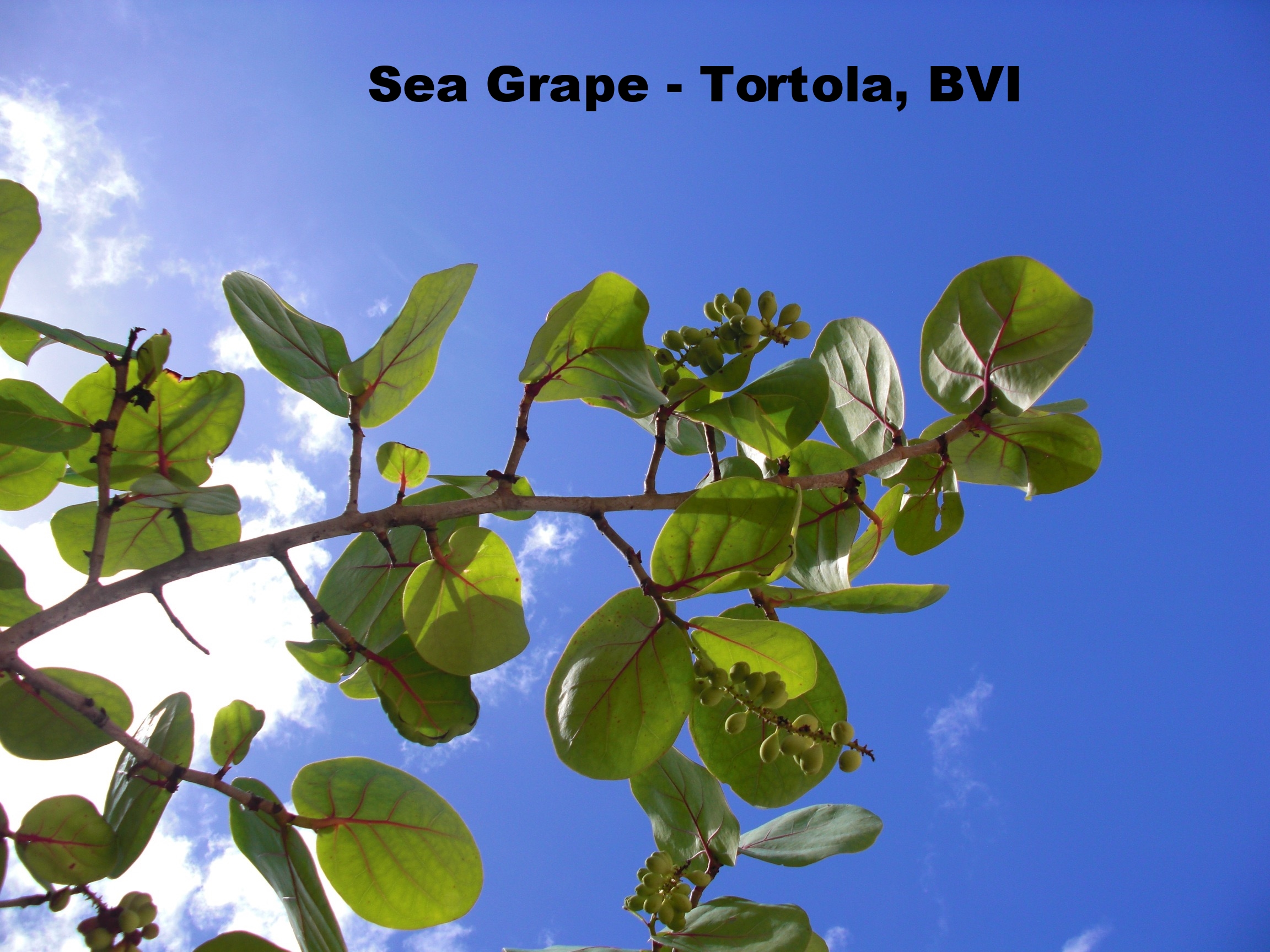 A clear blue sky with some white clouds and green leaves with small berries on a branch.