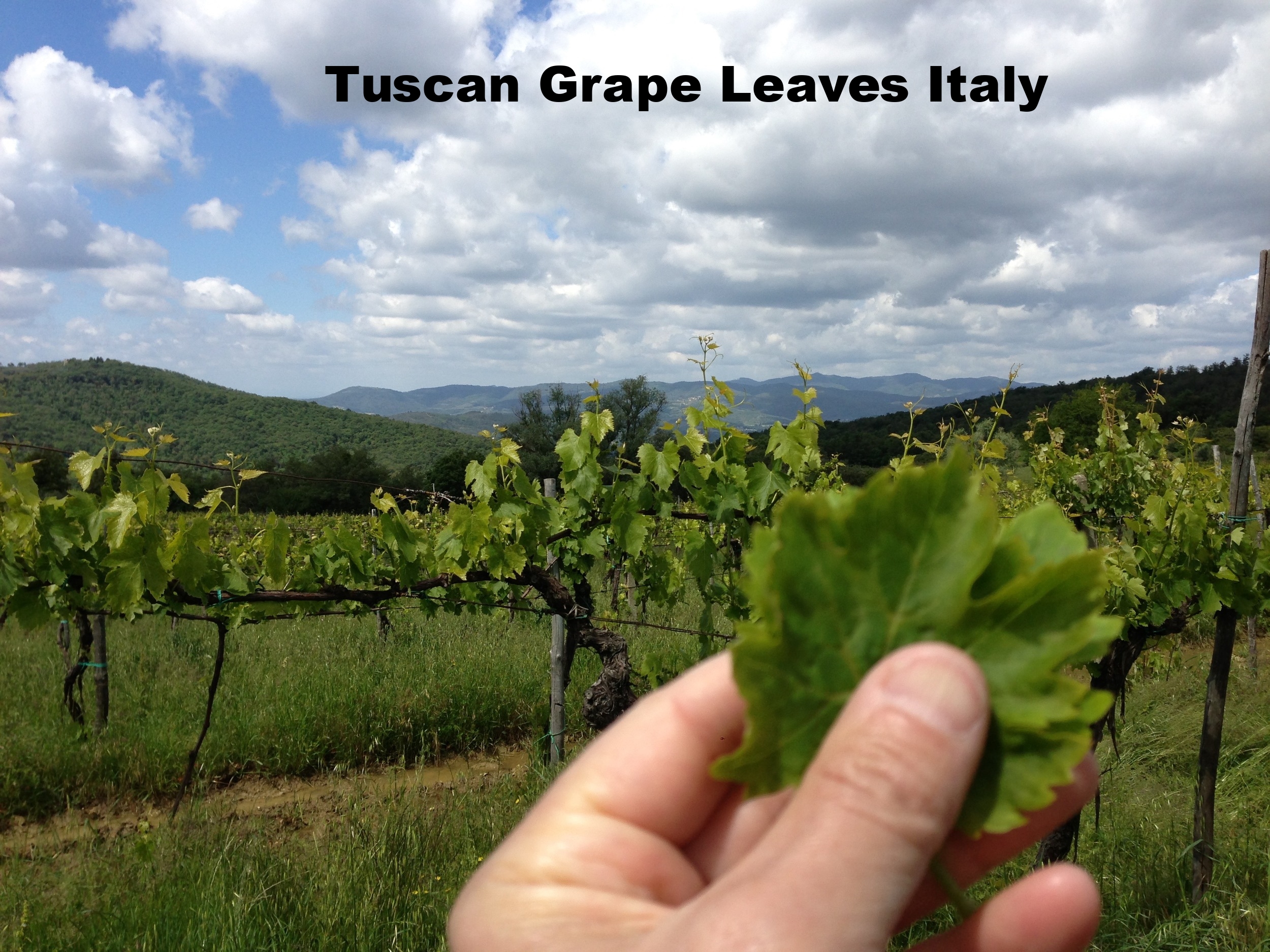 A person holding a grape leaf in front of a vineyard with rows of grapevines, green hills, and a partly cloudy sky in the background.