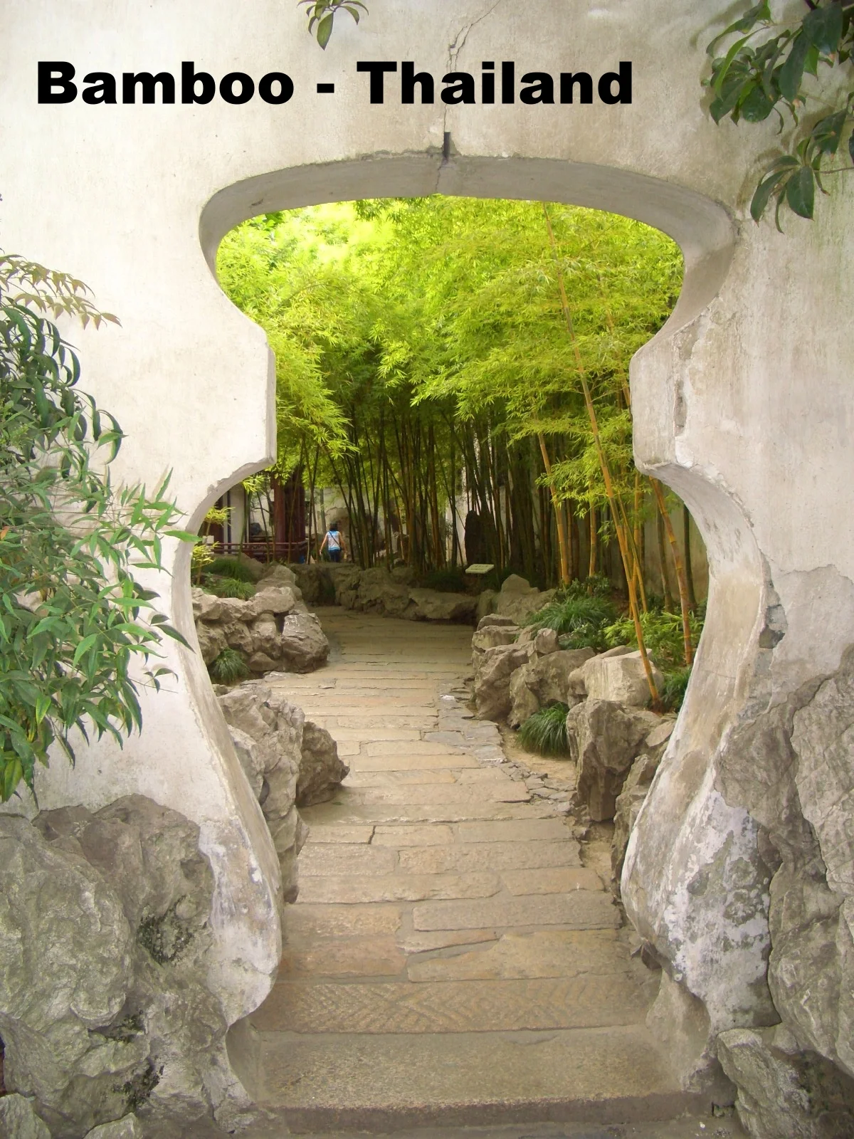 View of a stone pathway leading through a bamboo garden, framed by a decorative white concrete wall with an arch cutout.