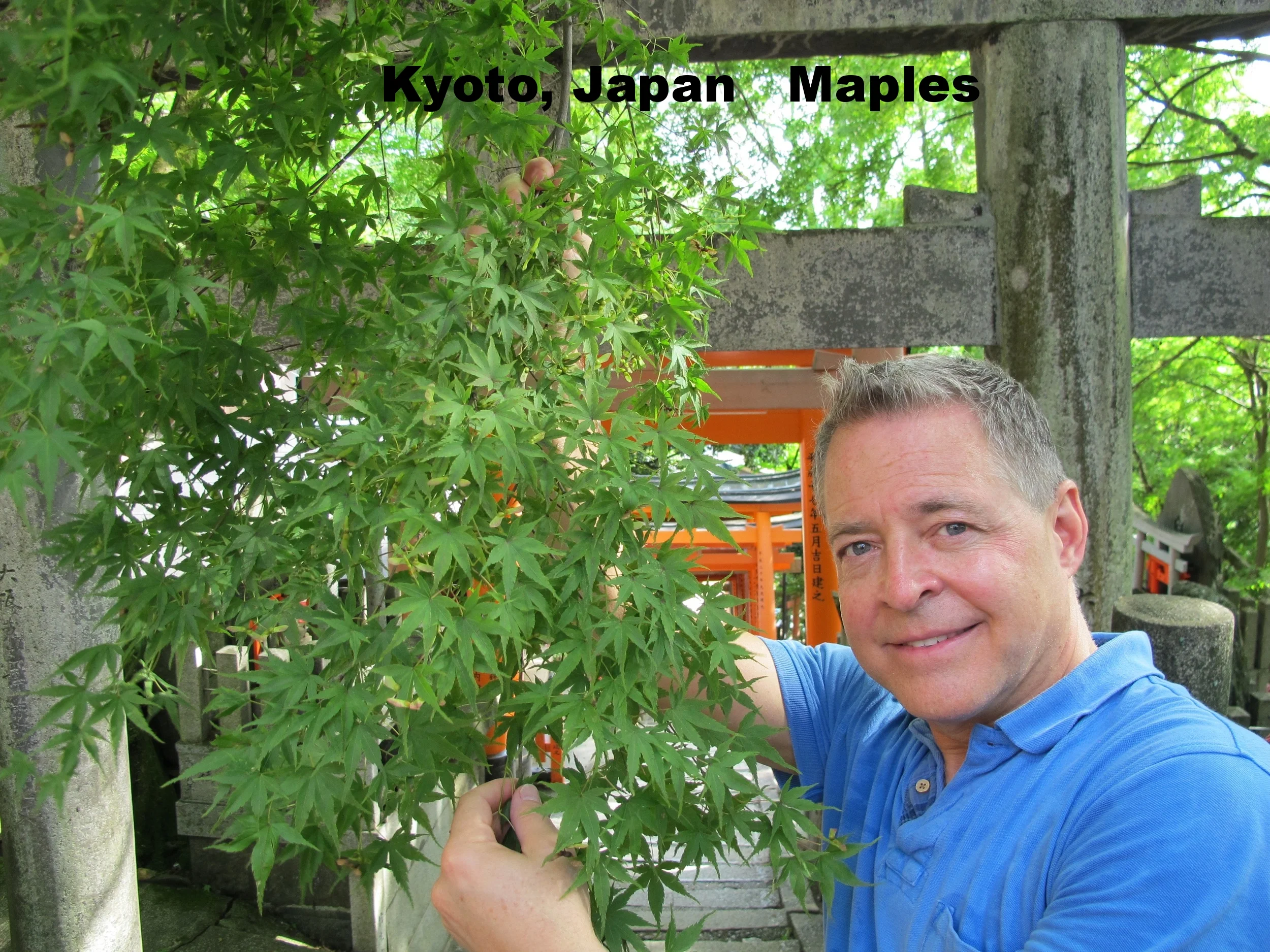 A man wearing a blue shirt takes a selfie in front of a green maple tree with bright green leaves, with orange torii gates and stone structures visible in the background.