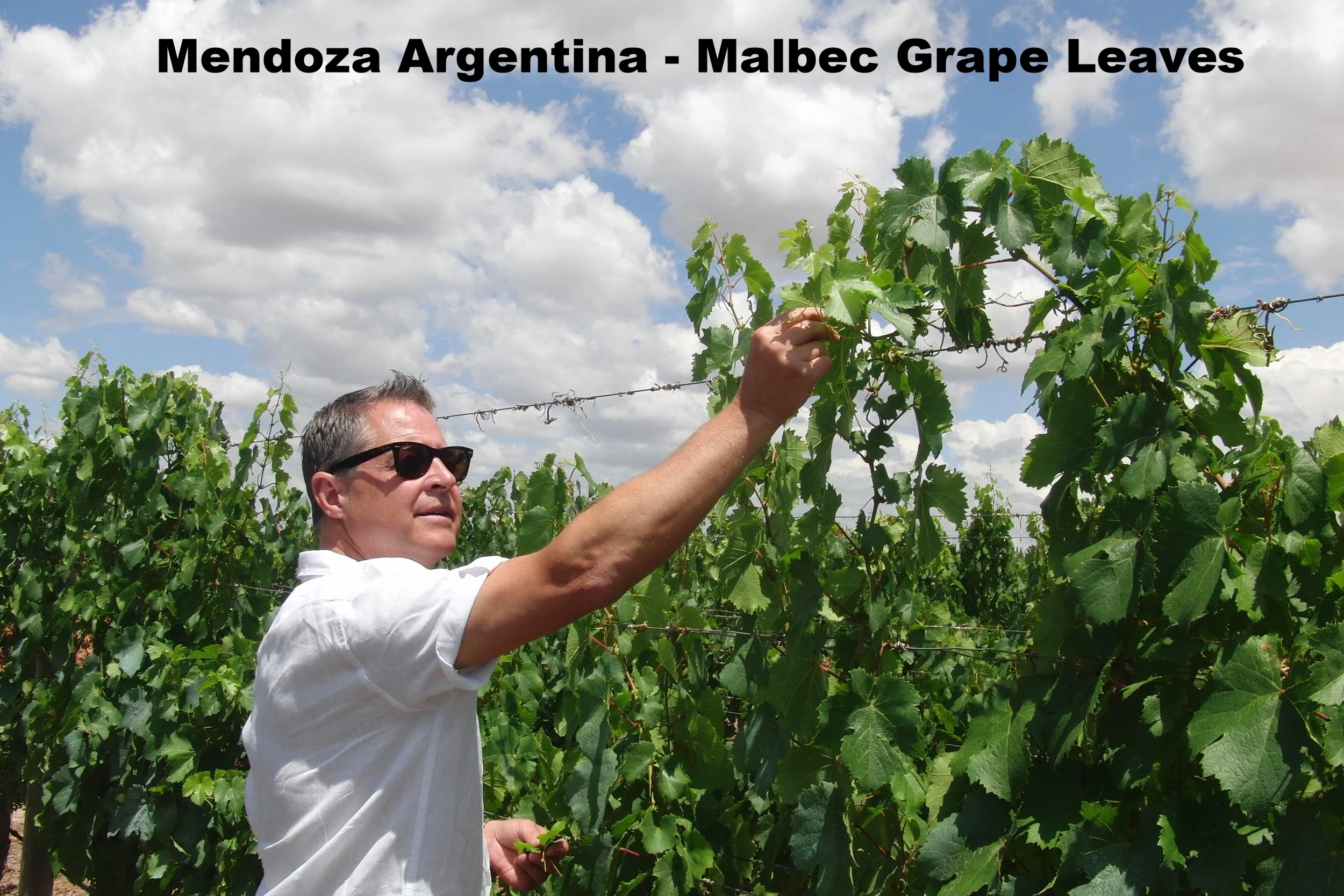 A man wearing sunglasses and a white shirt is picking grape leaves from a vineyard under a partly cloudy sky.