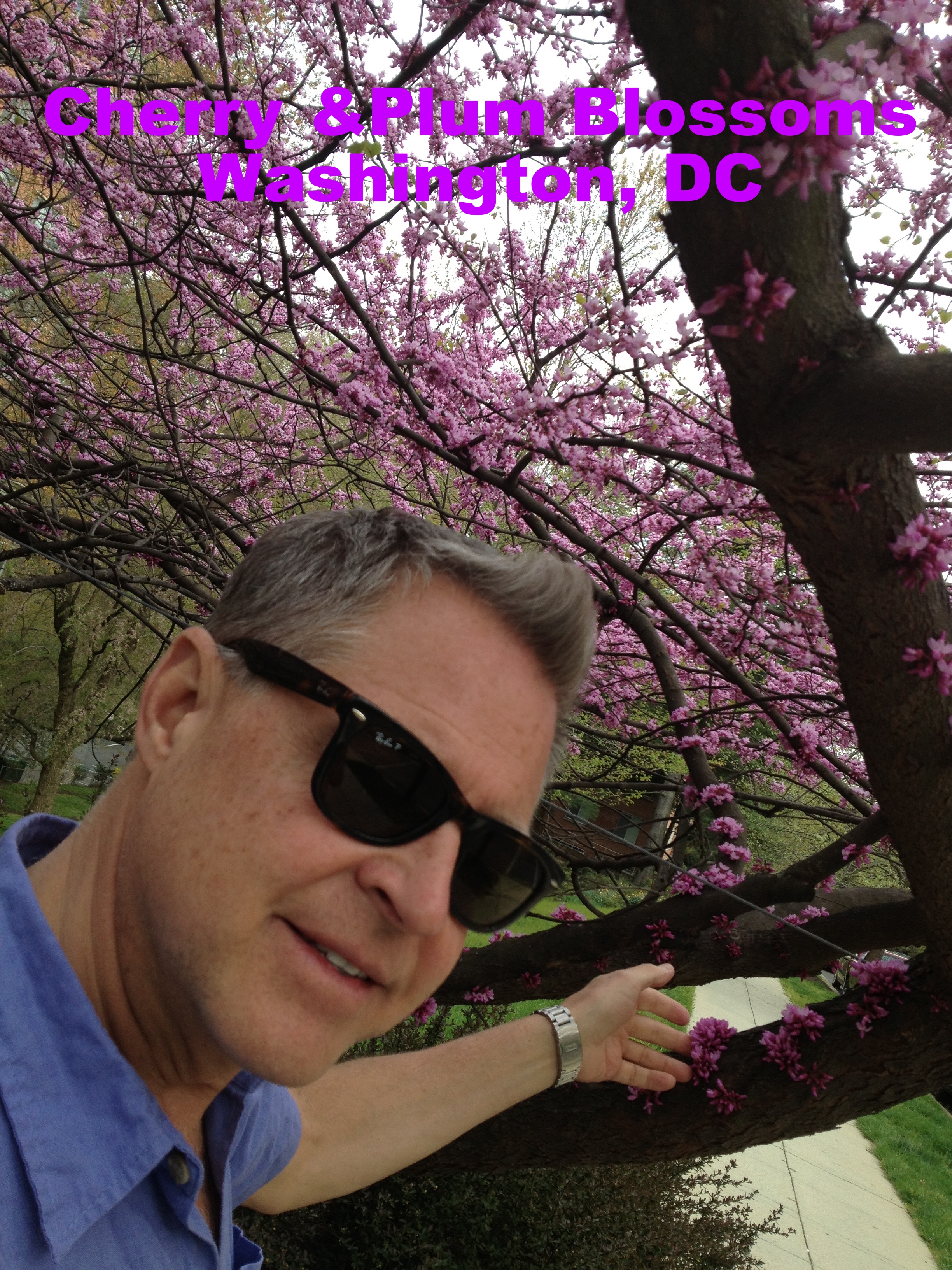A man wearing sunglasses and a blue shirt is touching a pink flowering tree in Washington, DC.